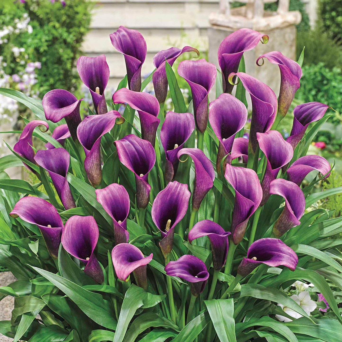 Purple Sensation Calla Lily