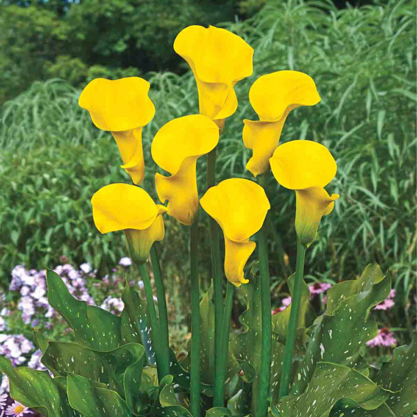Millennium Gold Calla Lily