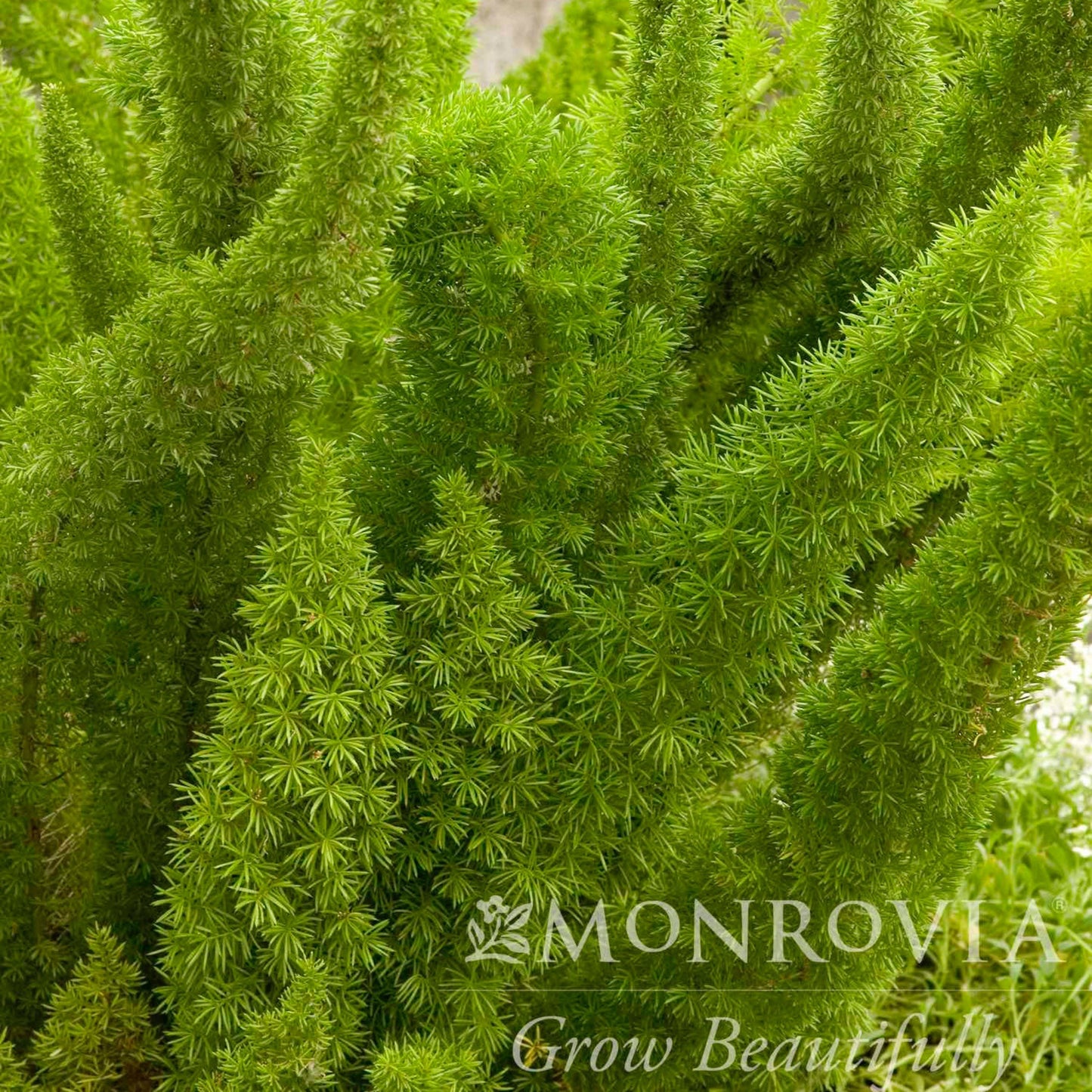 Foxtail Fern