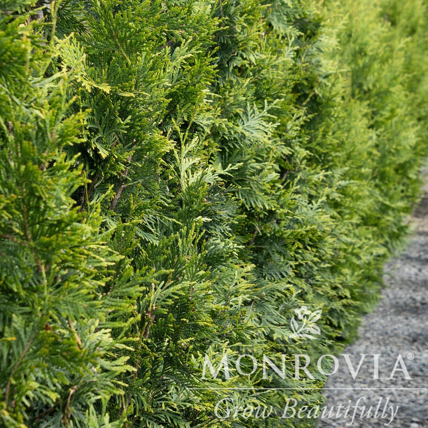 Thuja Green Giant