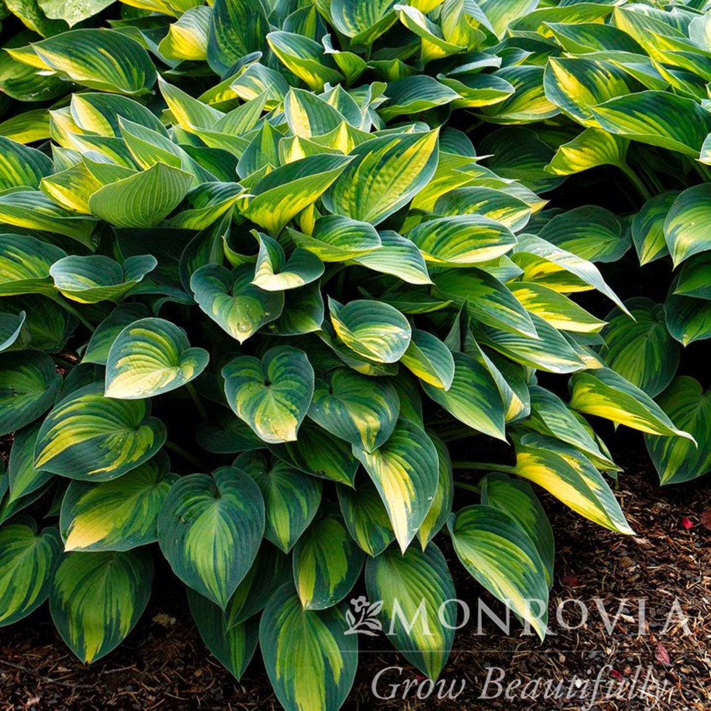 June Hosta