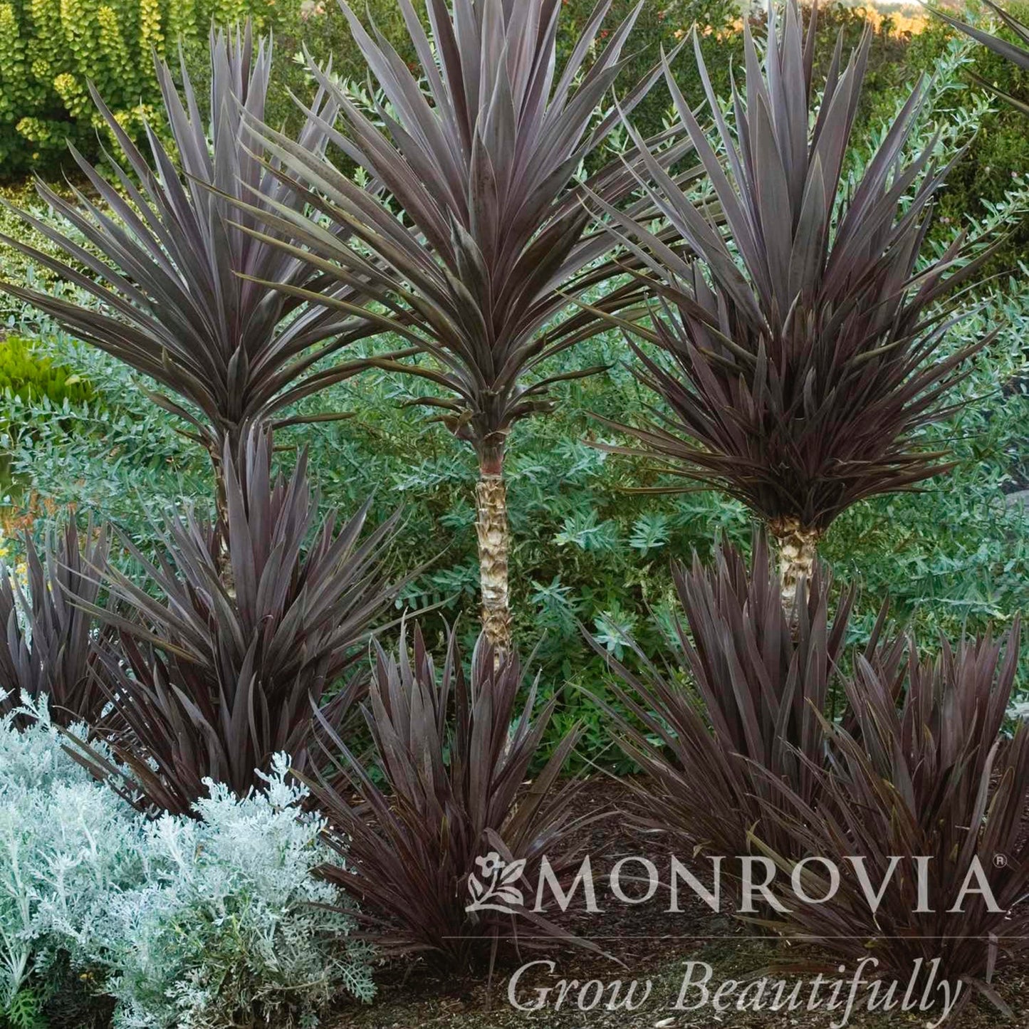 Bauer's Cordyline