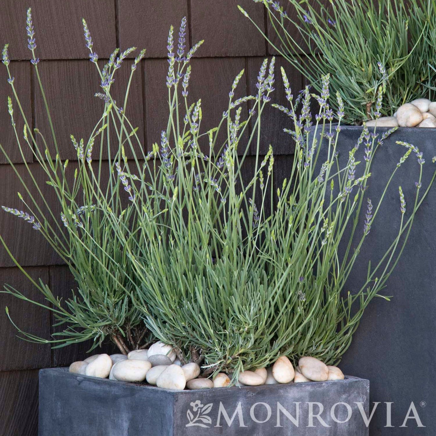 Phenomenal Lavender