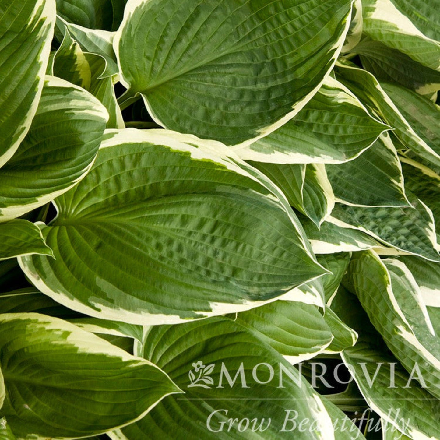 Francee Hosta