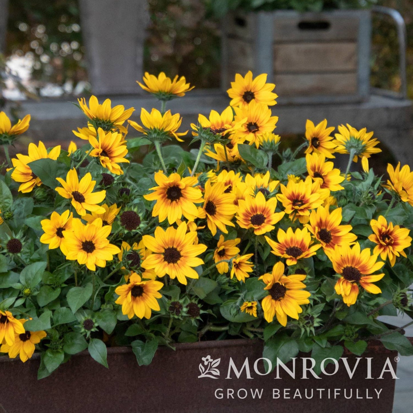 SunBelievable® Brown Eyed Girl Helianthus