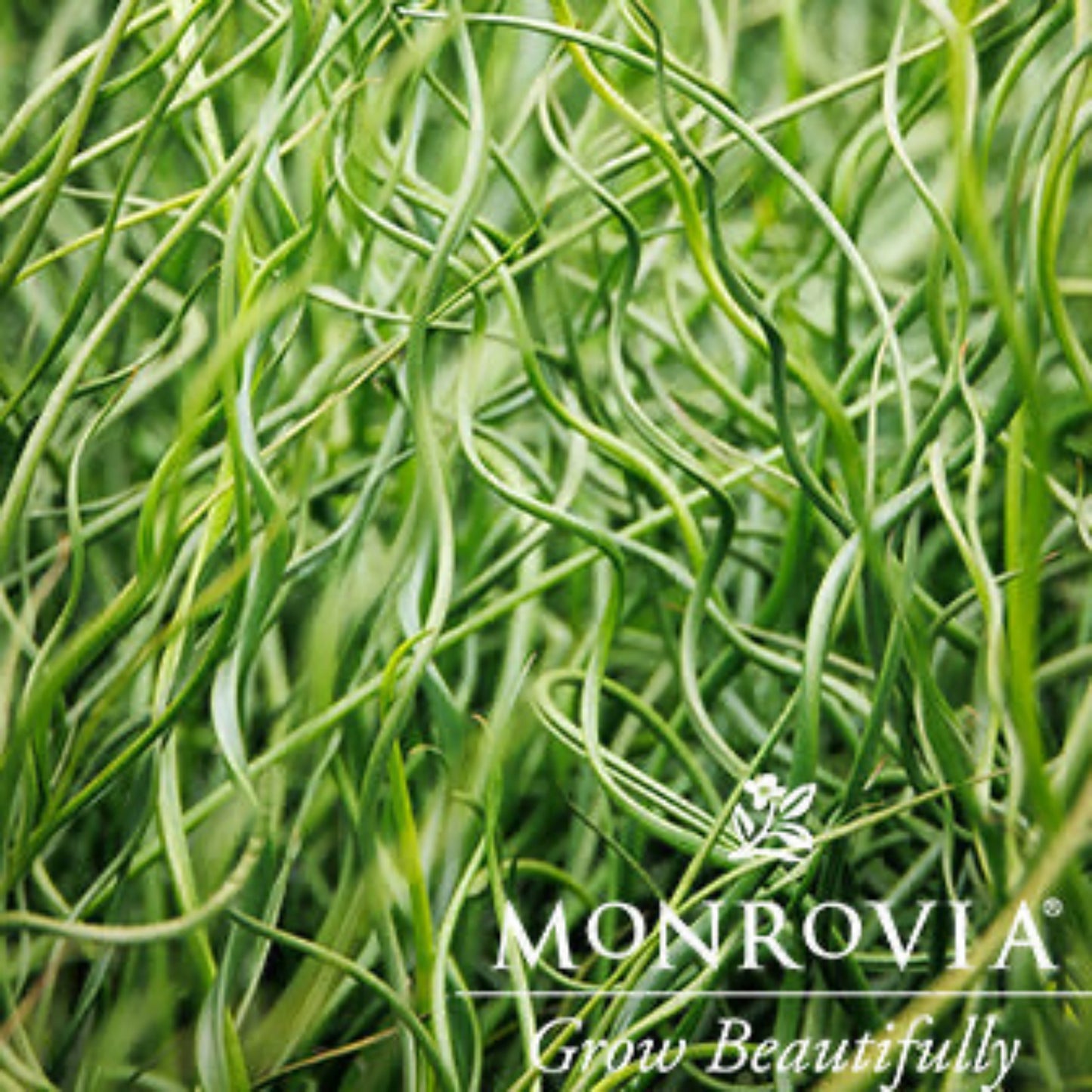 ColorGrass® Twister