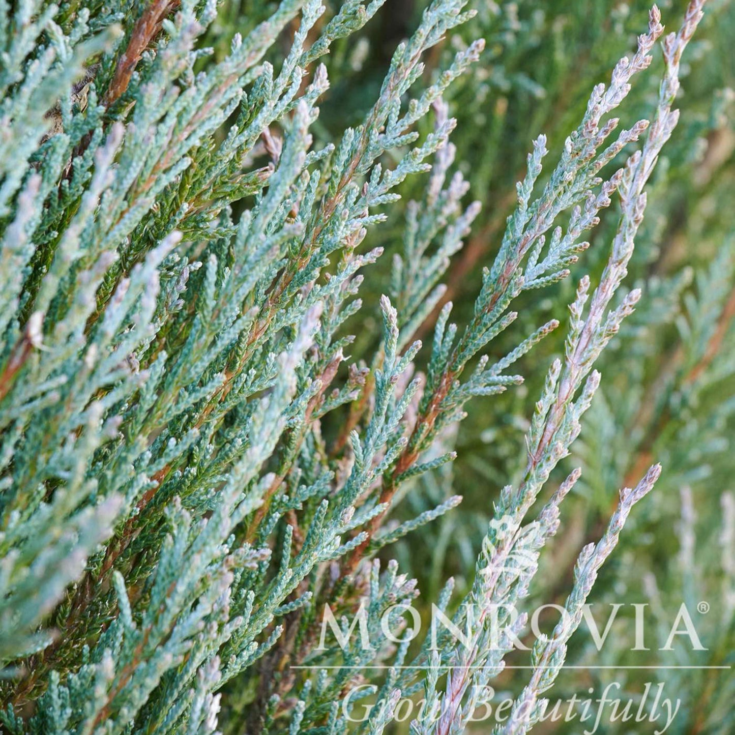 Blue Arrow Juniper Tree