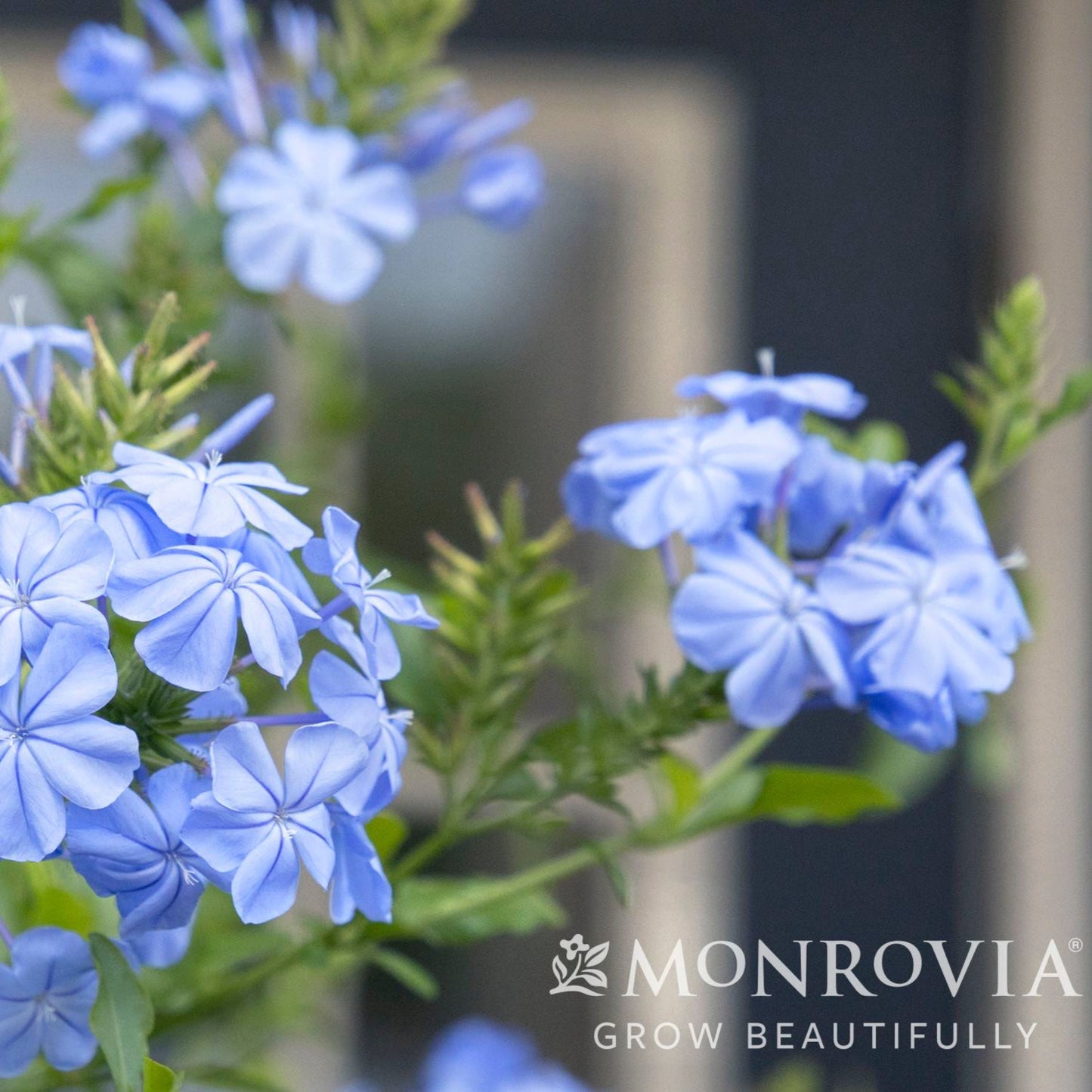 Royal Cape® Plumbago