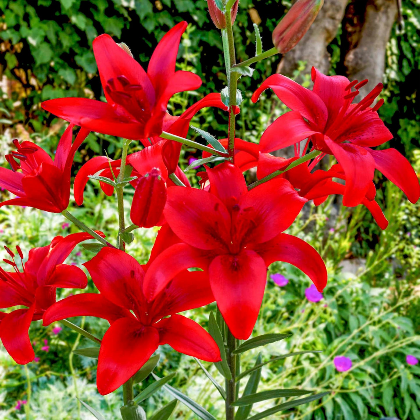 Red Highland Asiatic Lilies