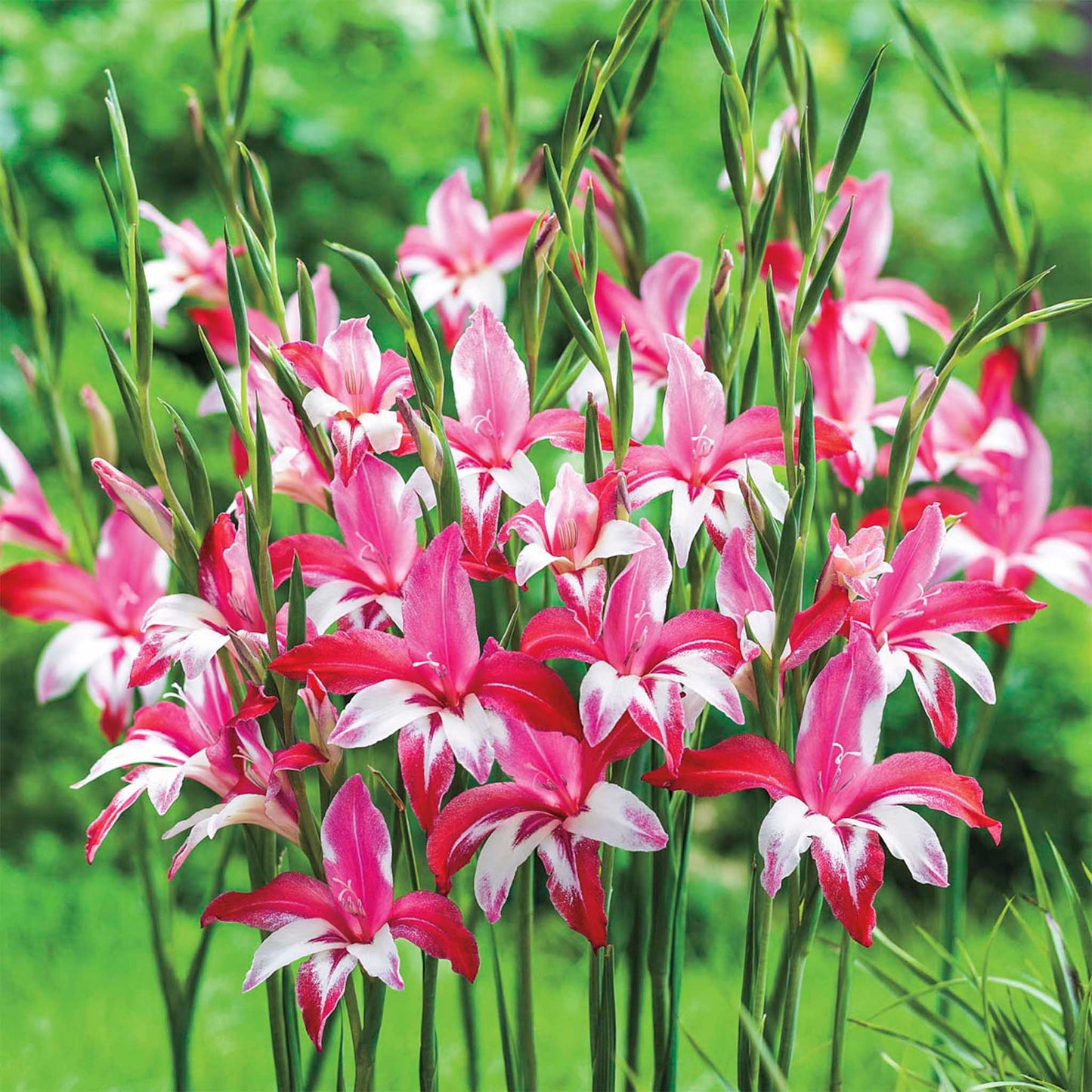 Galaxian® Hardy Gladiolus