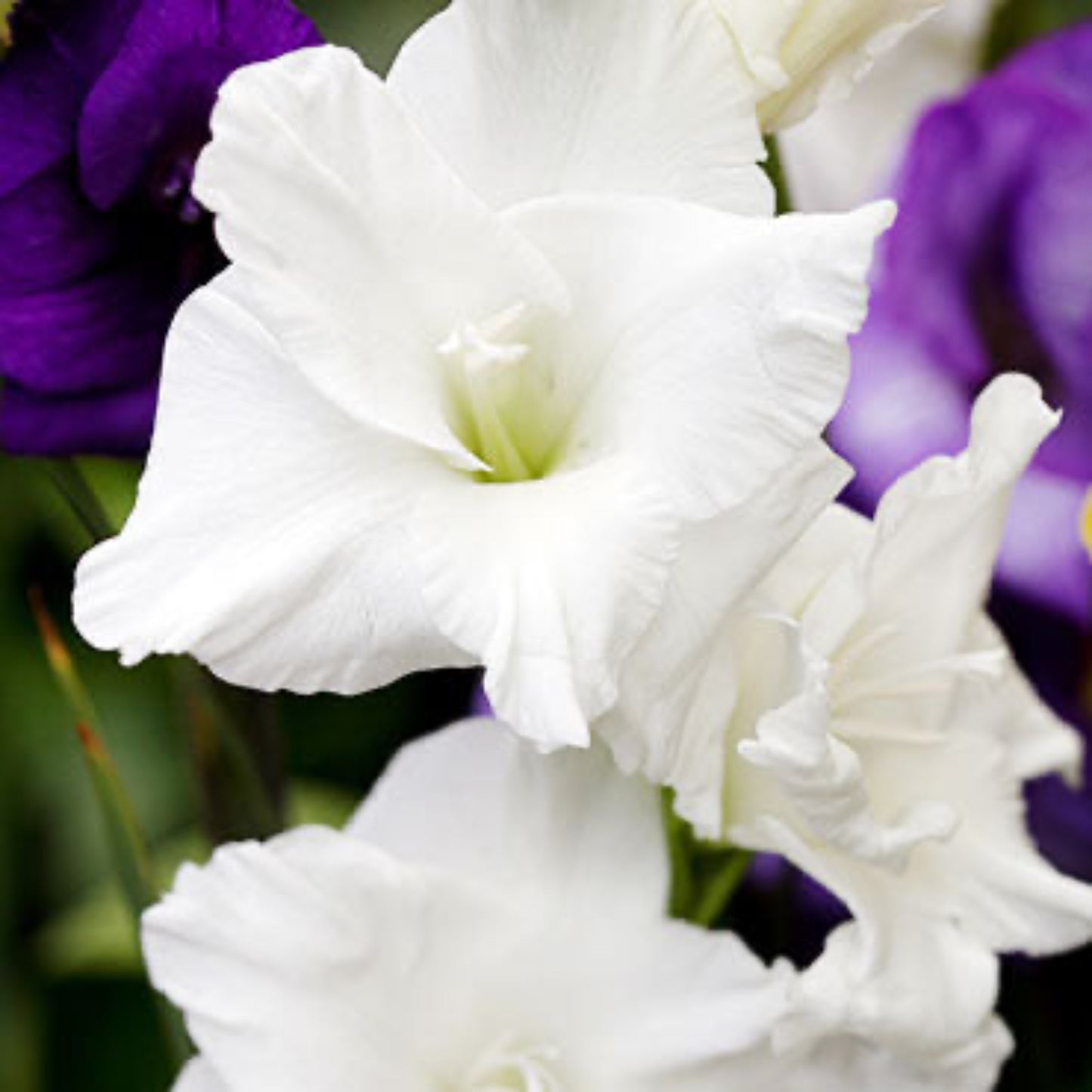White Prosperity Gladiolus
