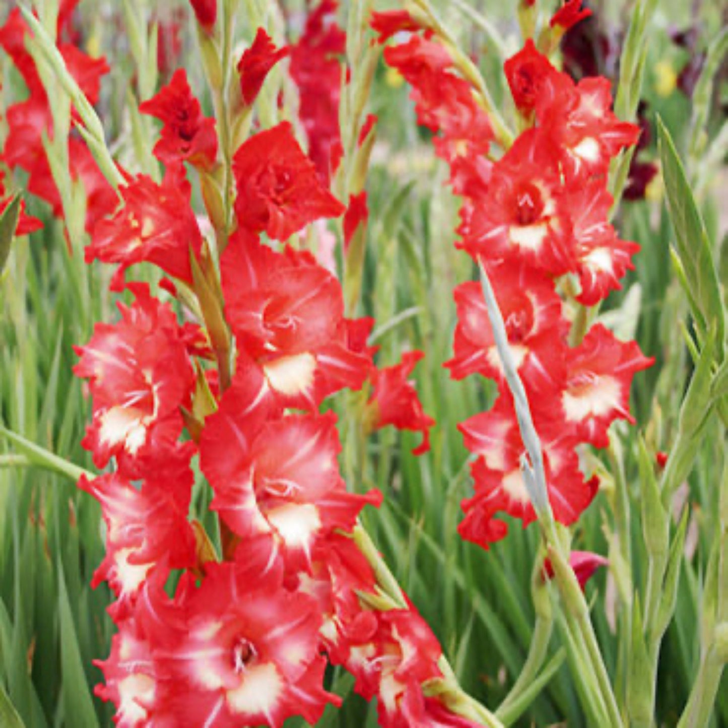 Helvetia Gladiolus