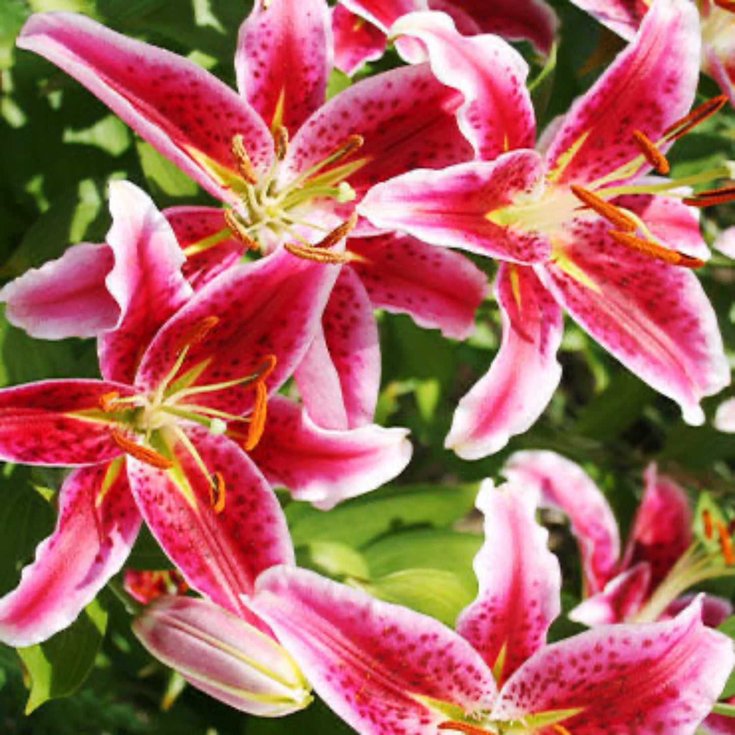 Stargazer Lily