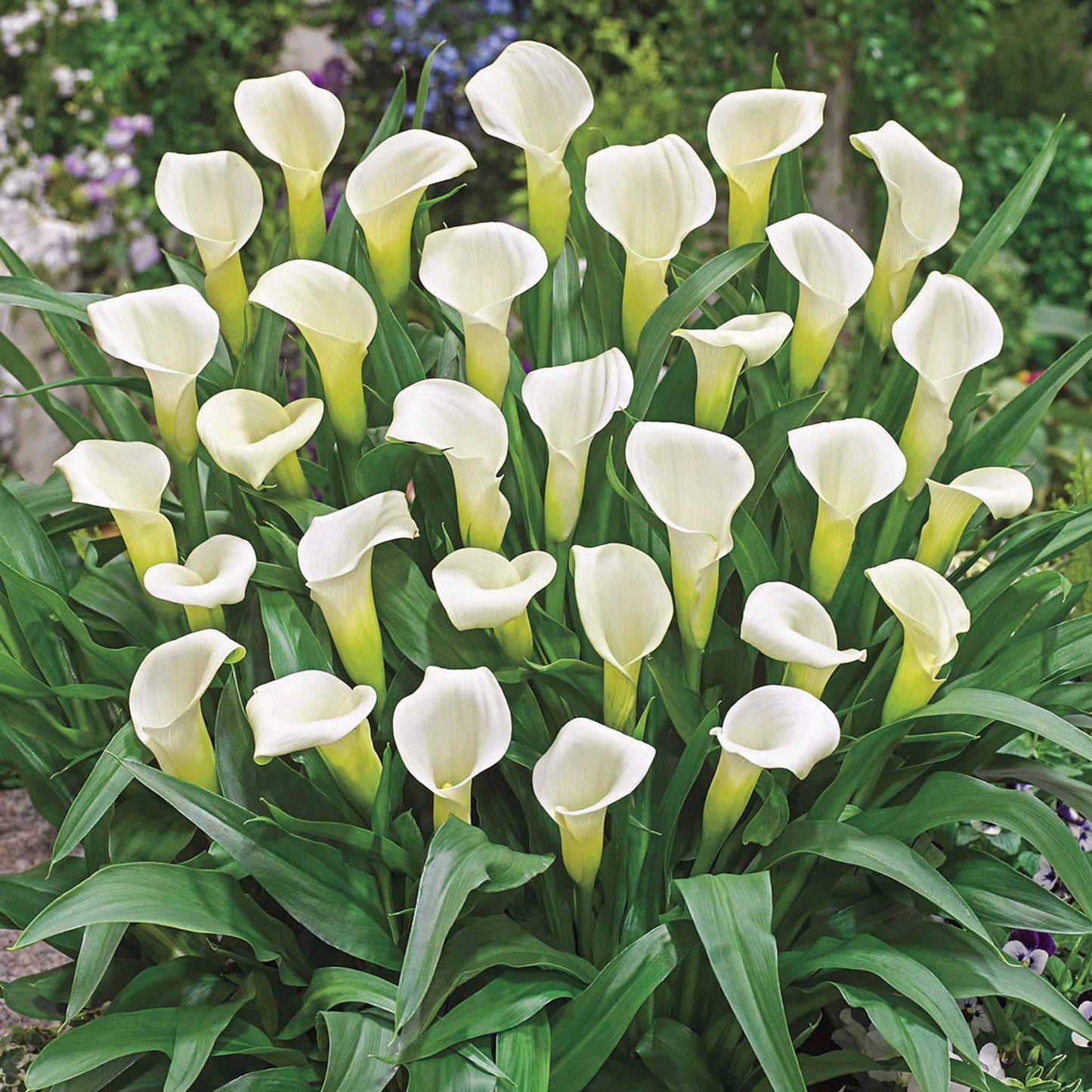 Intimate Ivory Calla Lily
