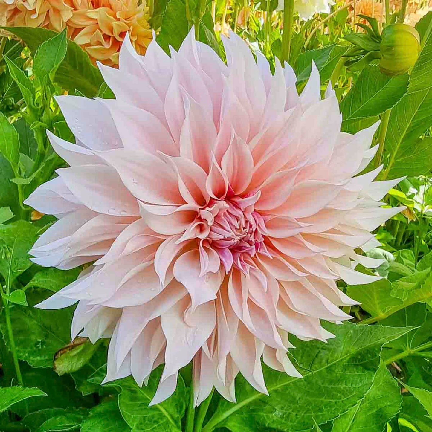 Café au Lait Dahlias