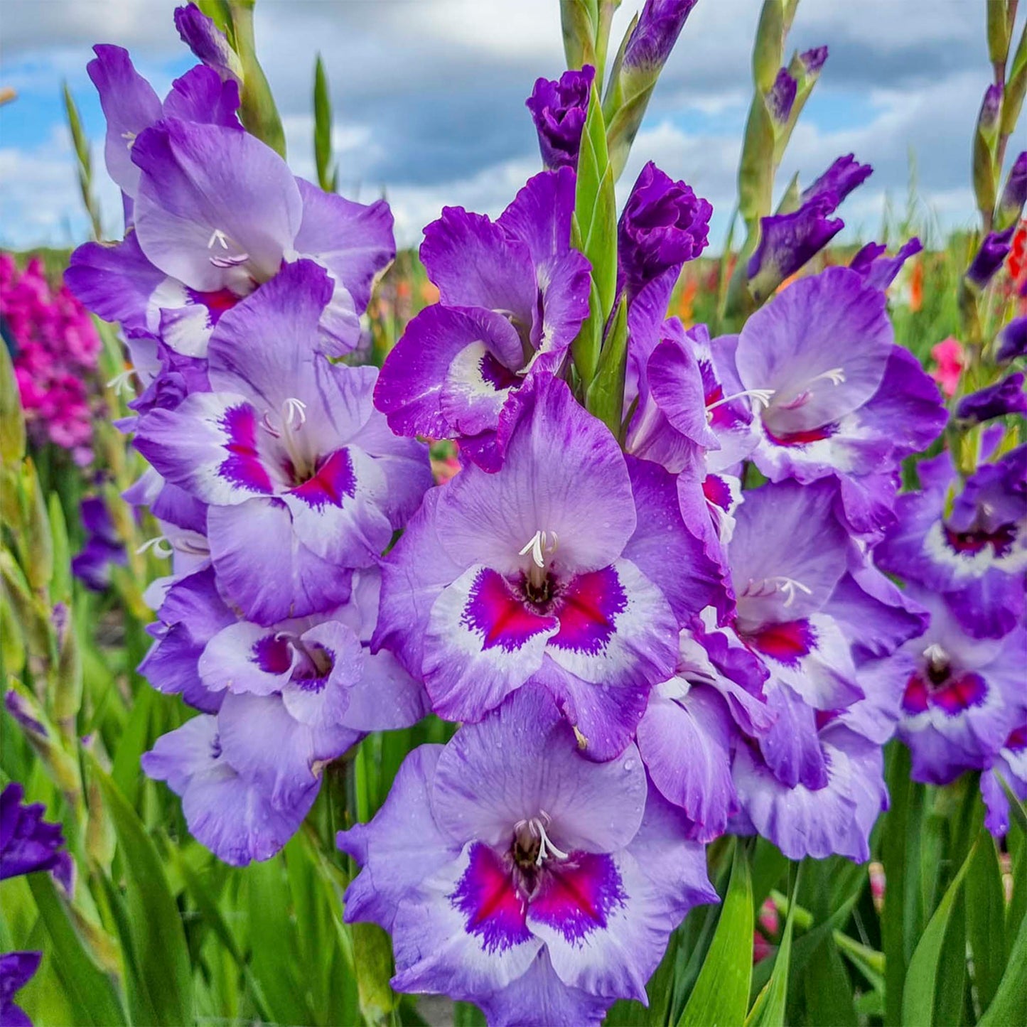 Vista Gladiolus