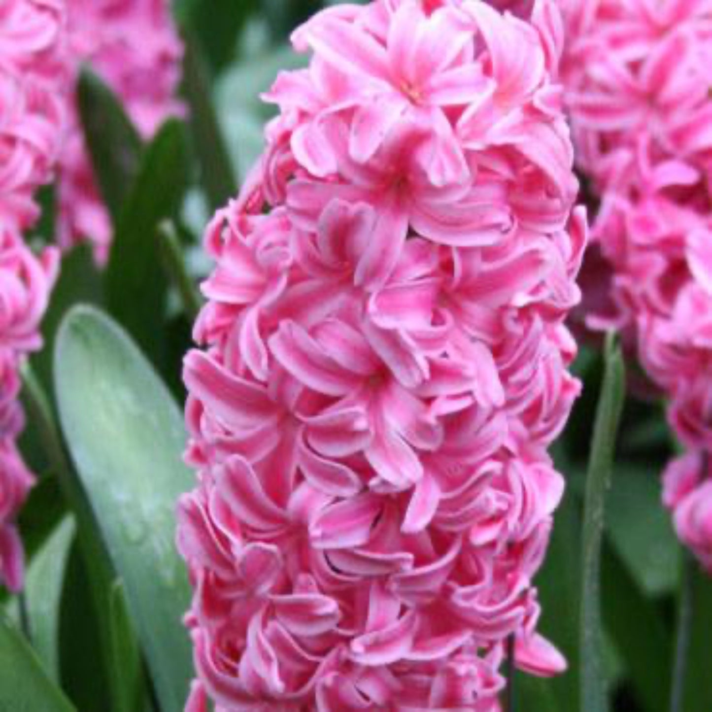 Rose Star Hyacinth