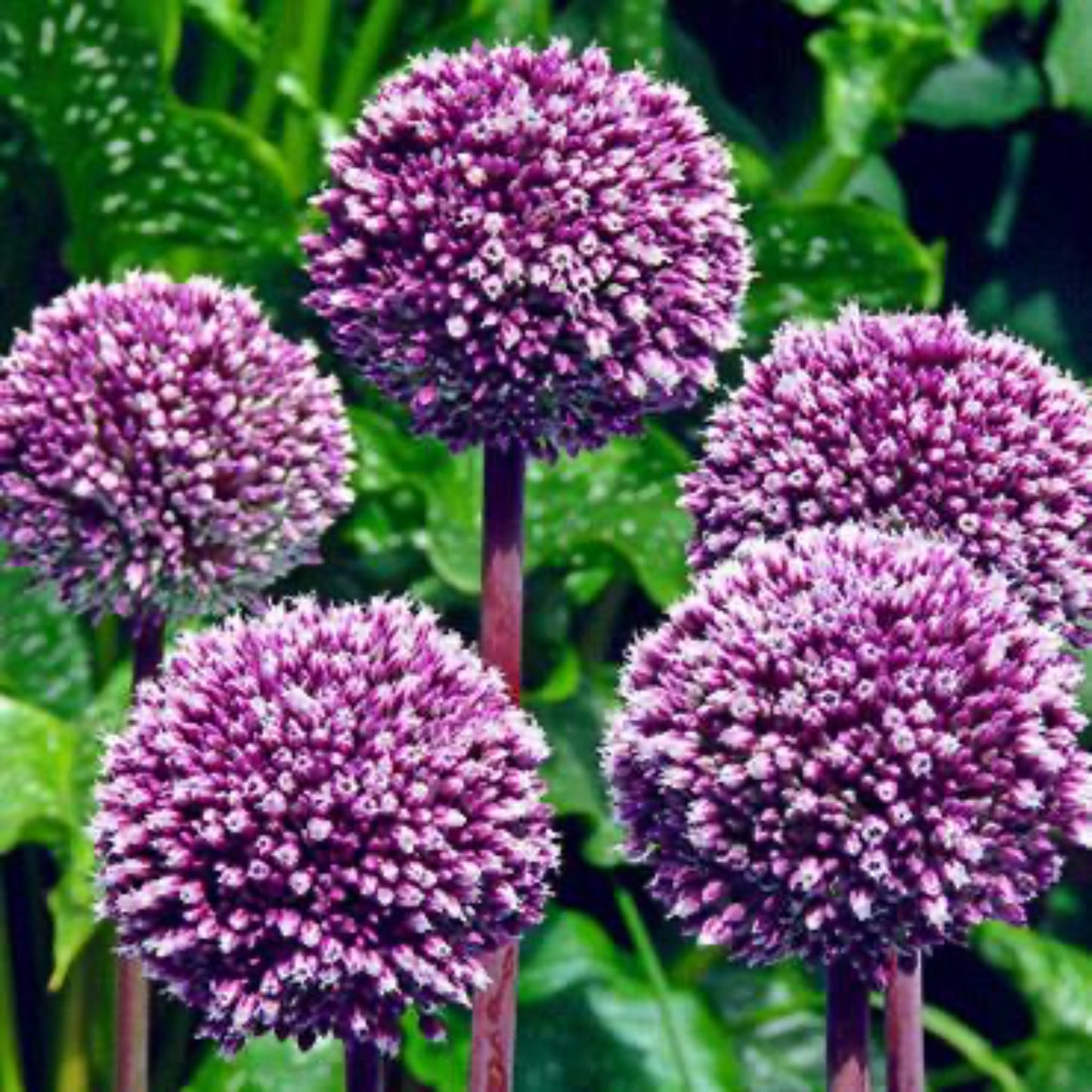 Summer Drummer Allium
