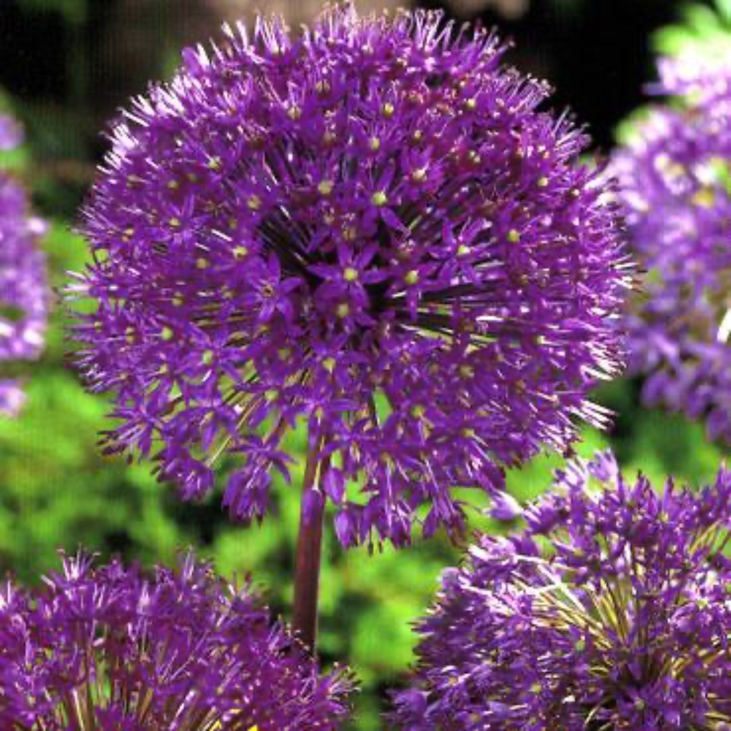 Purple Sensation Allium