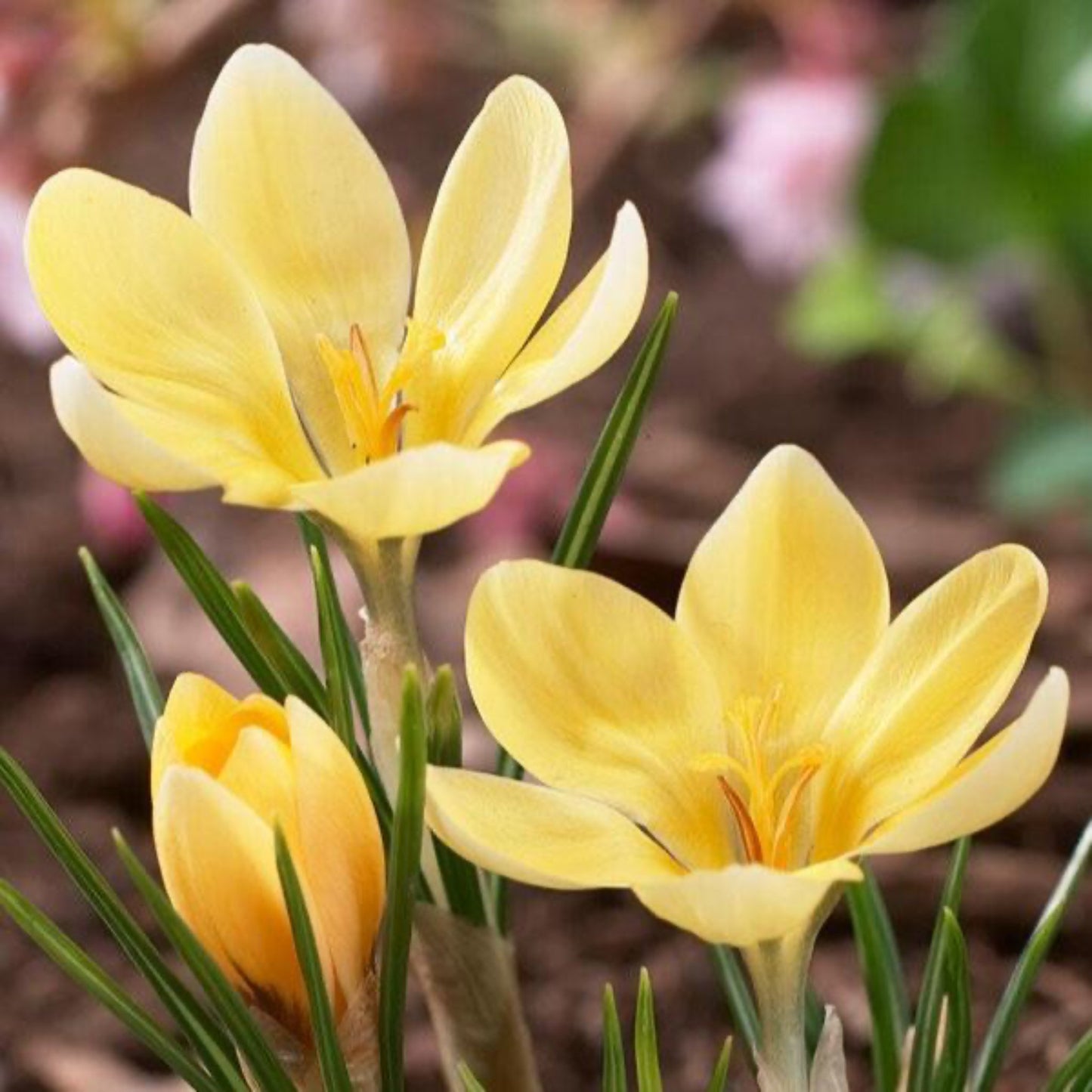 Romance Crocus