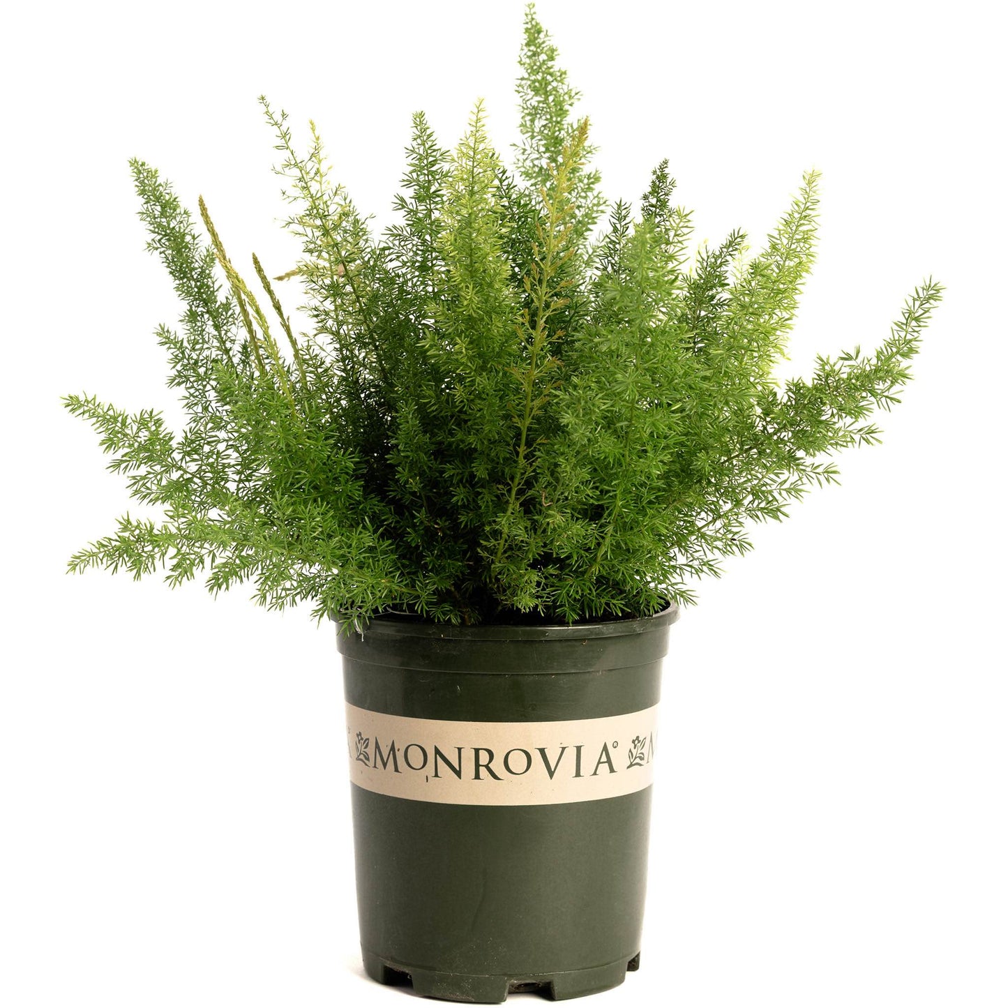 Foxtail Fern