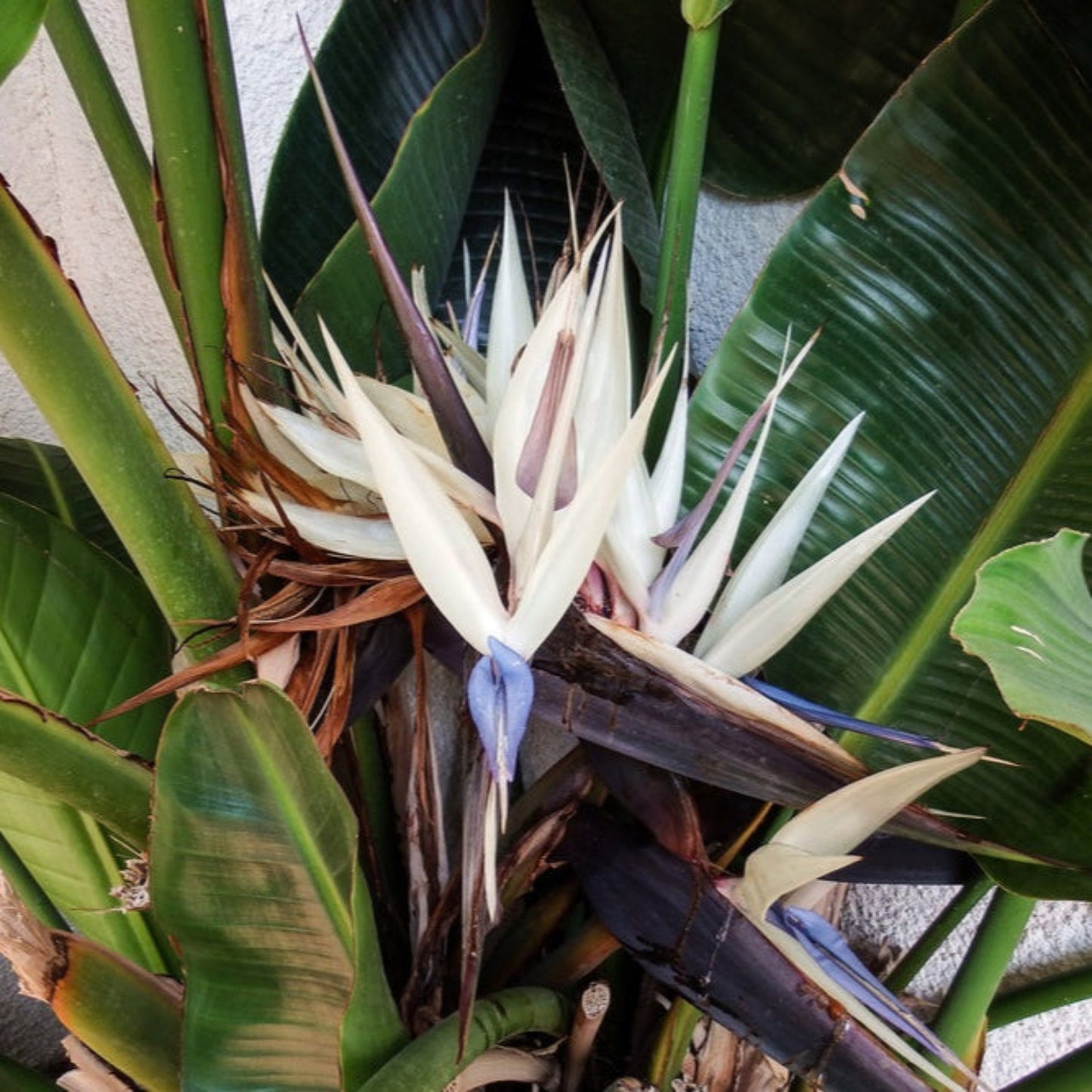 Bird of Paradise