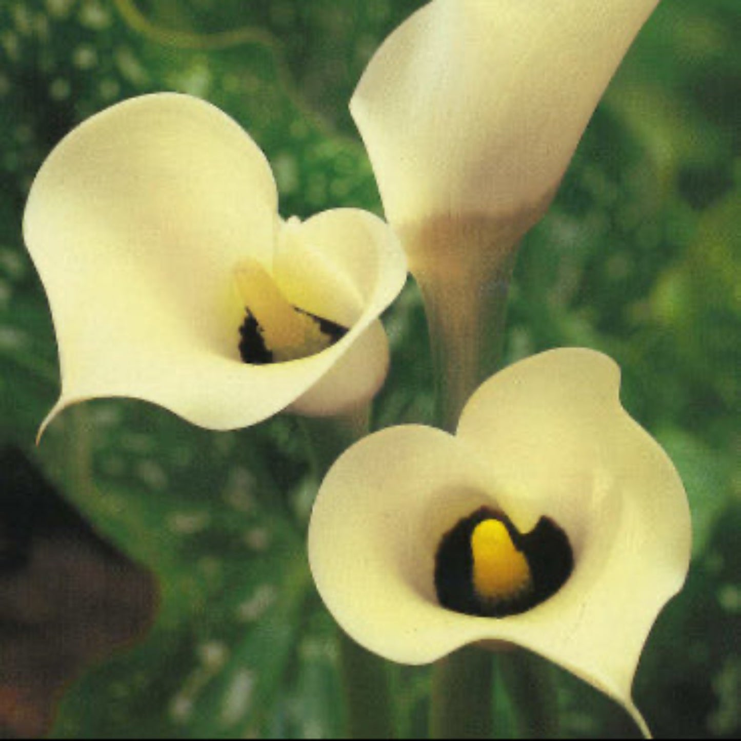 Black Eyed Lady Calla Lily