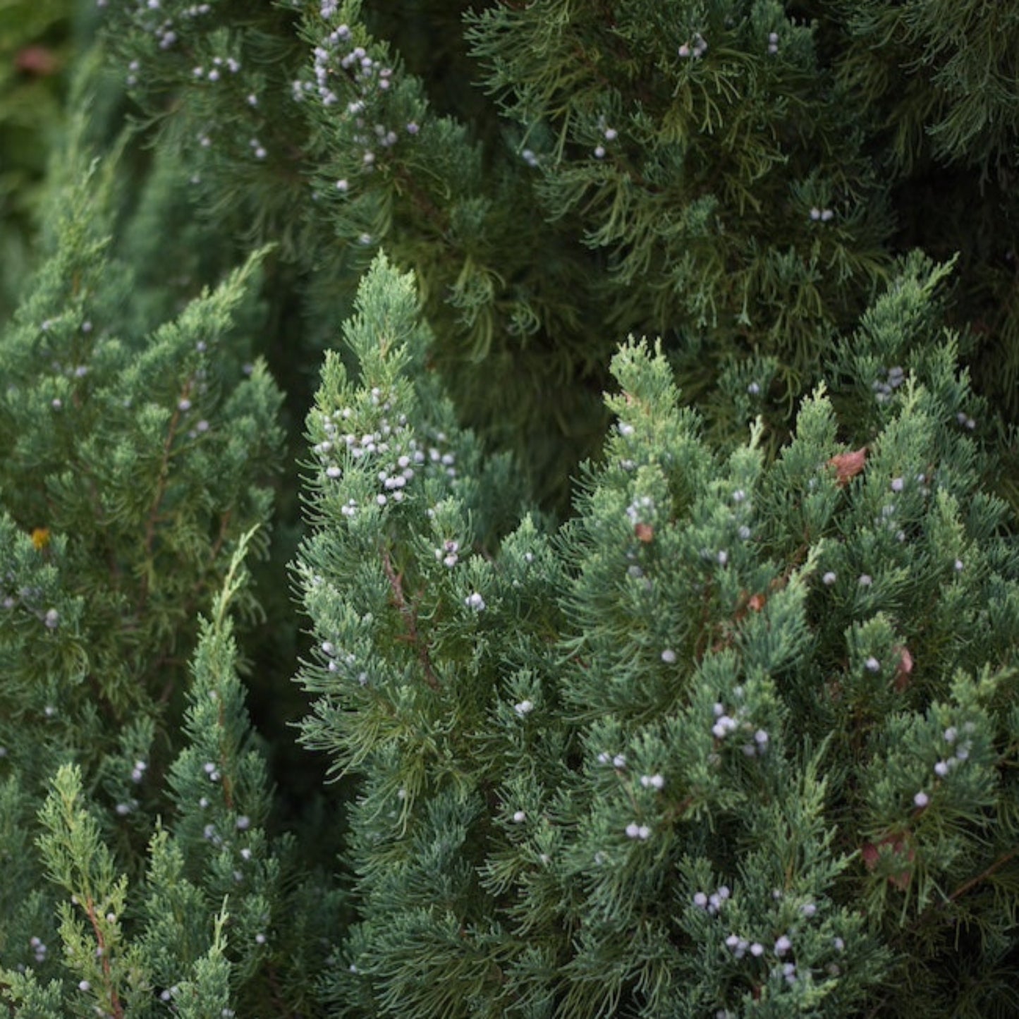Blue Point Juniper foliage