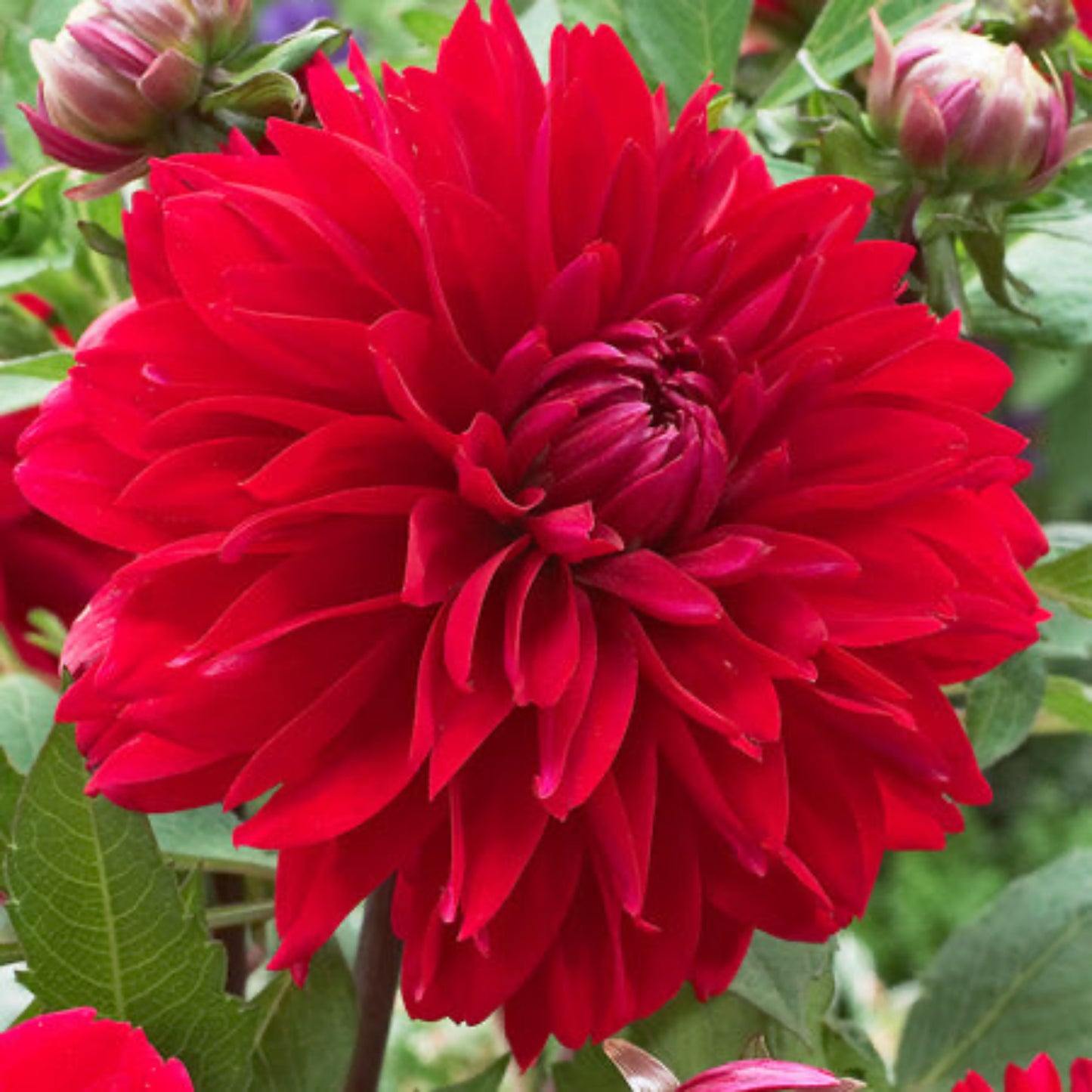 Deutschland Dahlia