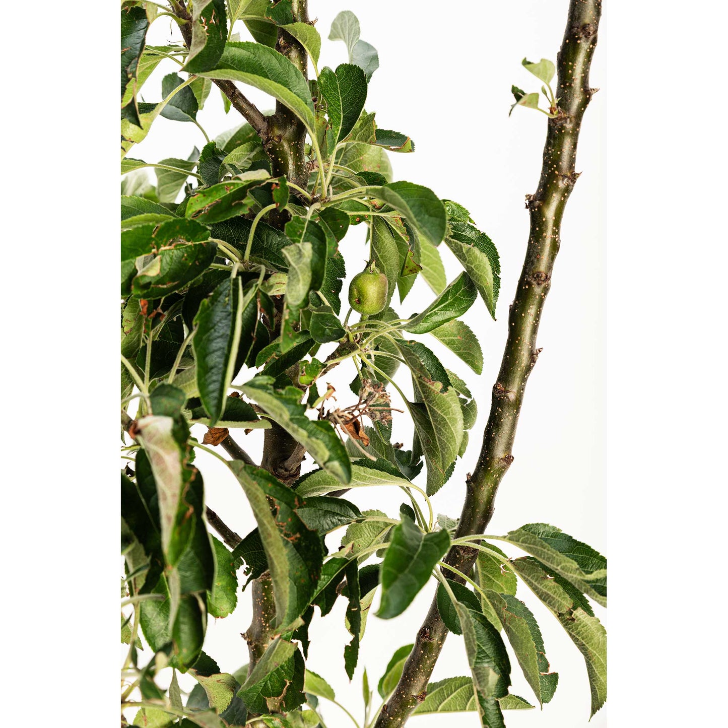 Golden Treat™ Fruit Snacks™ Apple Tree