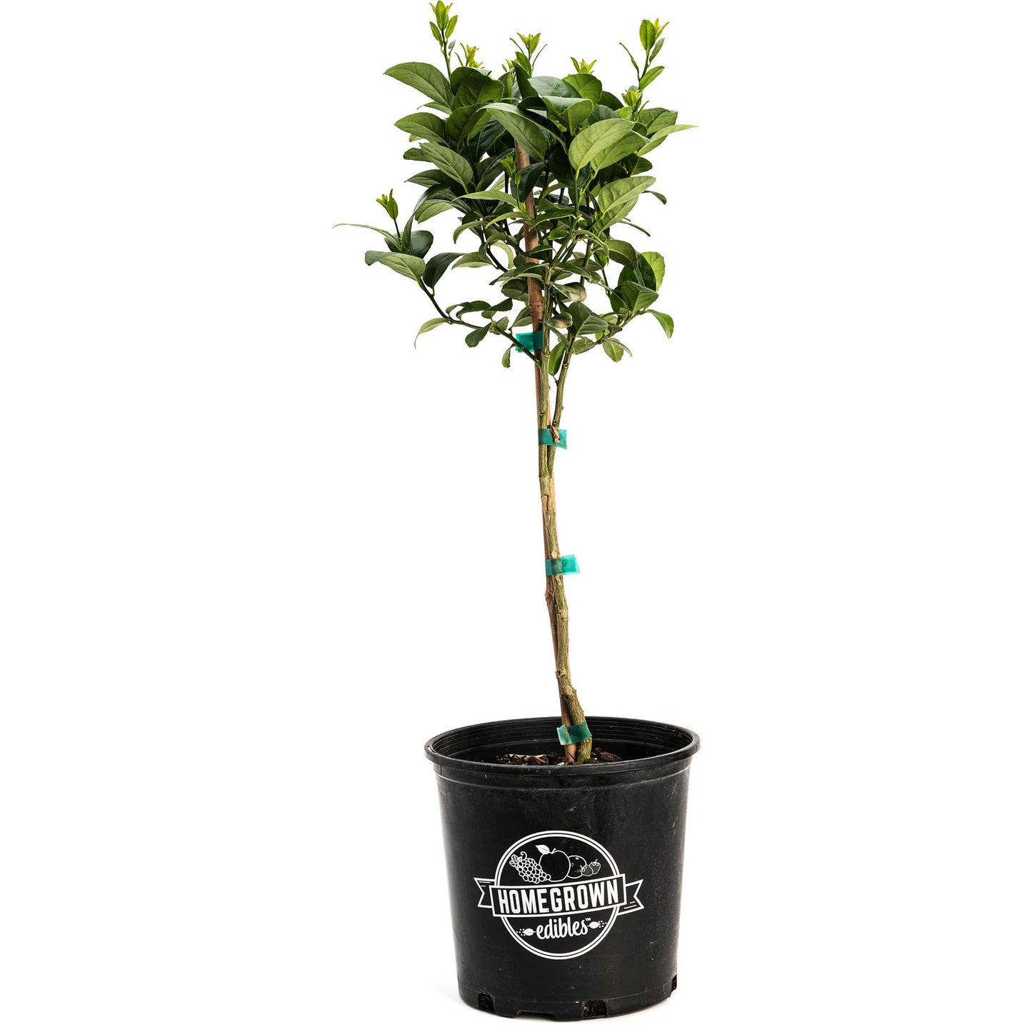 Key Lime Tree (CA)