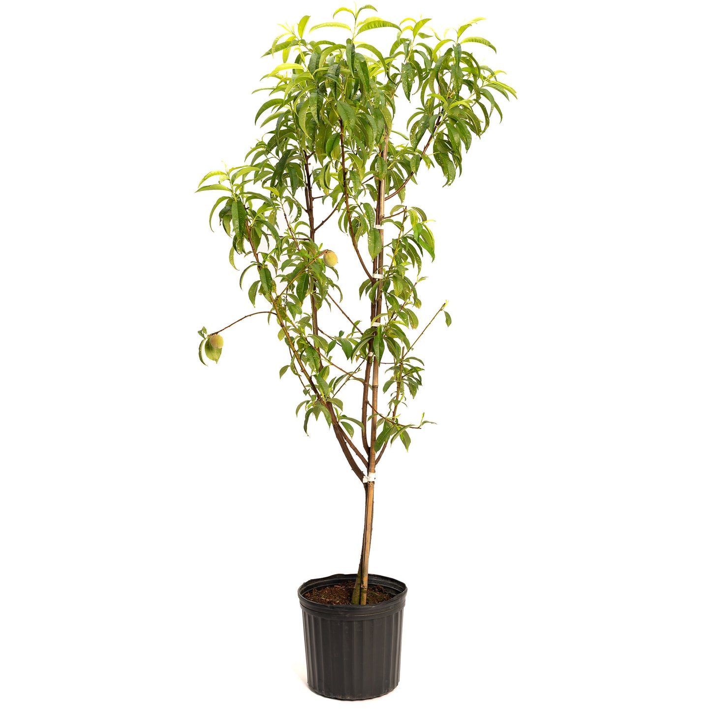 Multi-Fruit Peach Tree