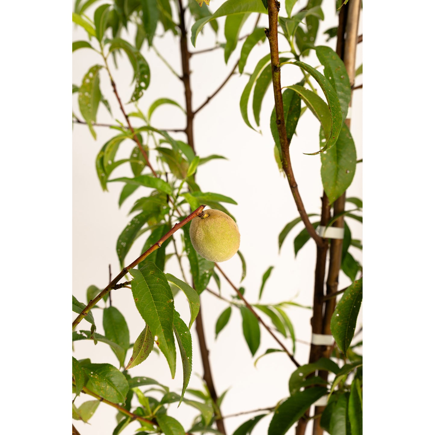 Multi-Fruit Peach Tree