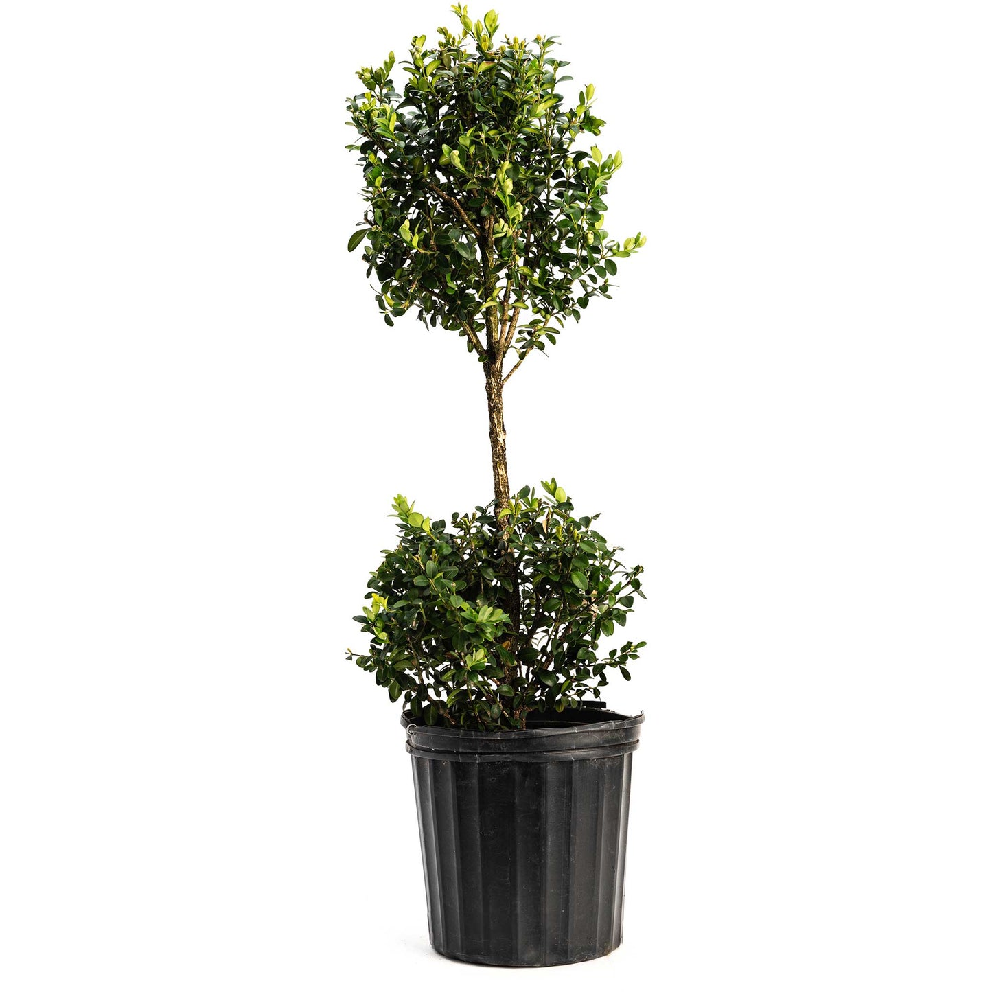 Green Mountain Topiary Boxwood (Ball)