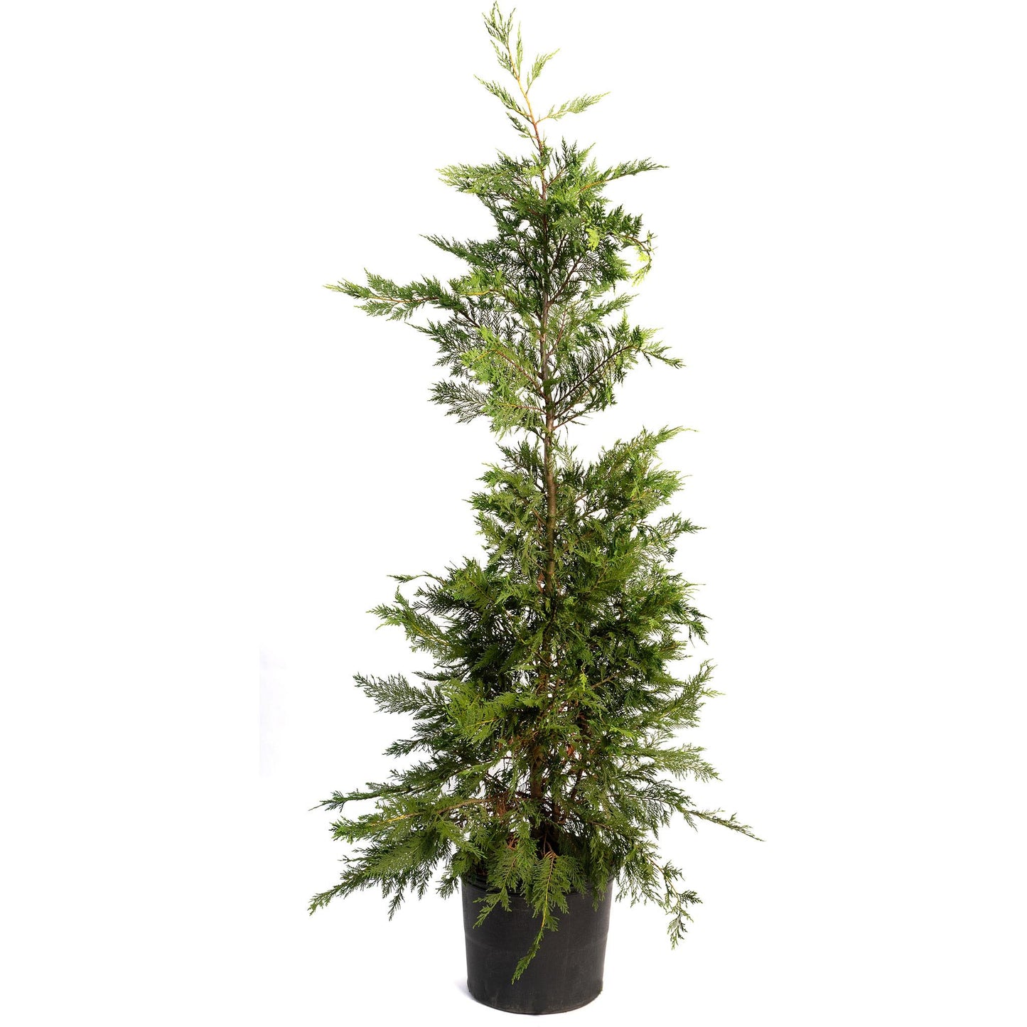 Leyland Cypress Tree