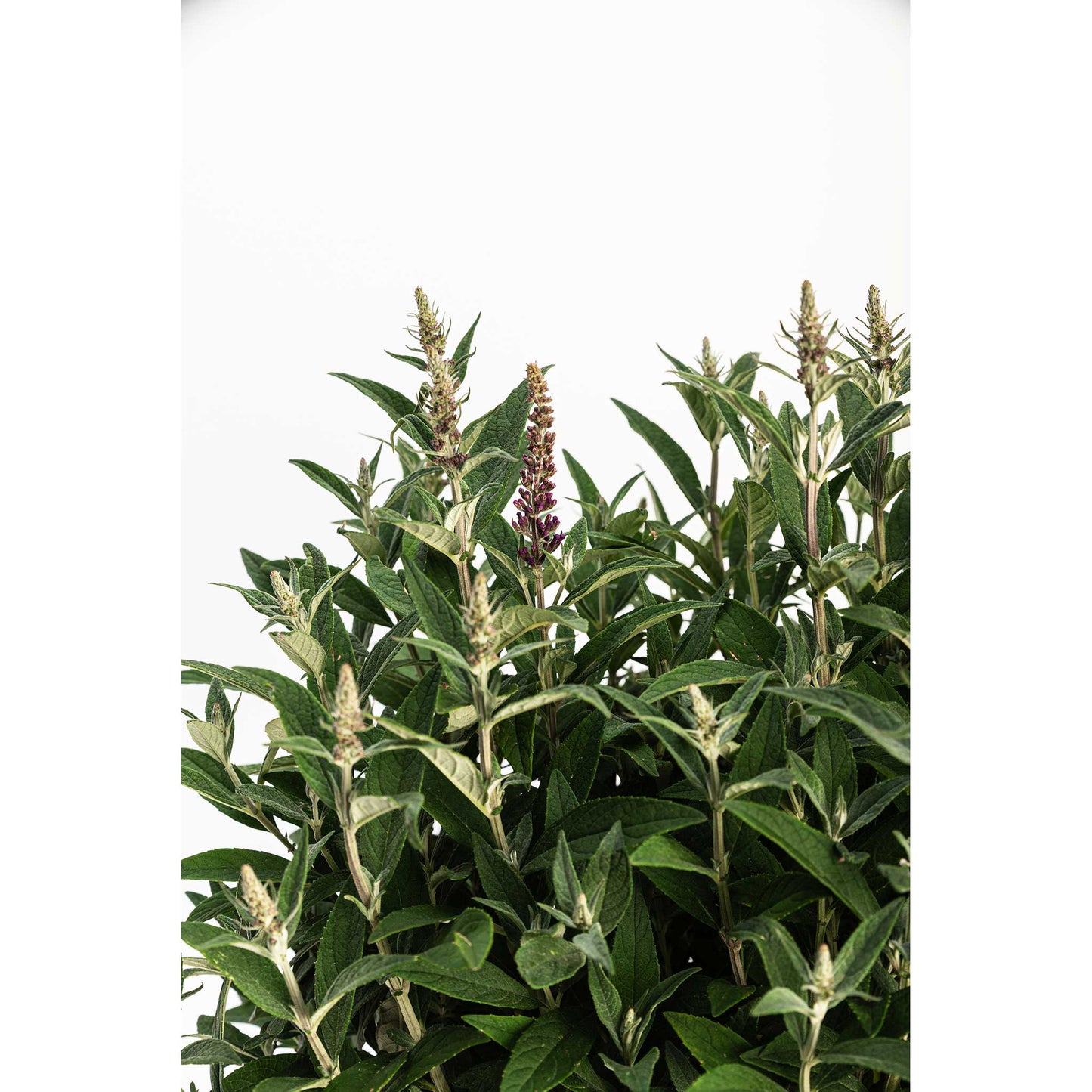 Birthday Cake® Butterfly Bush