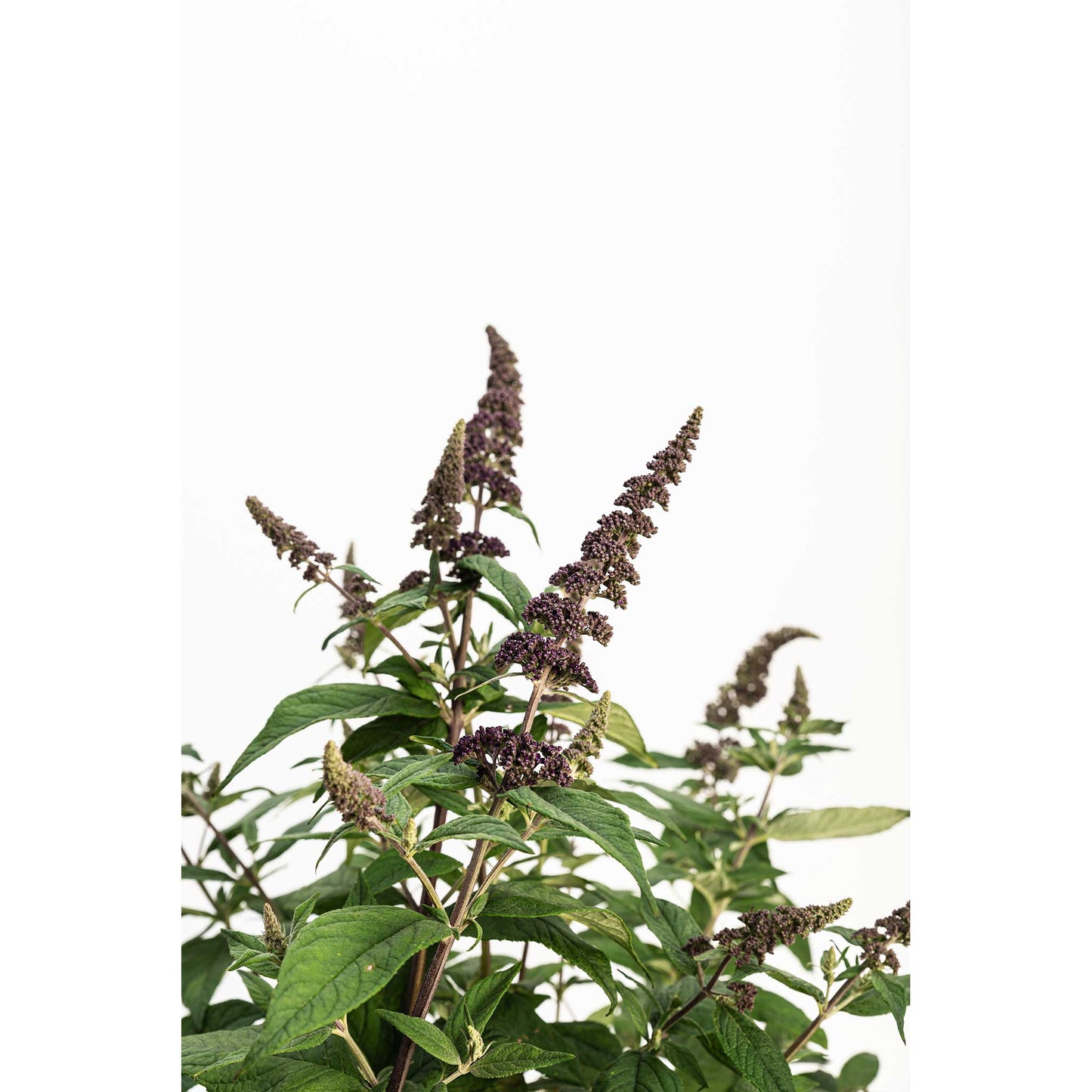 Blueberry Pie® Butterfly Bush