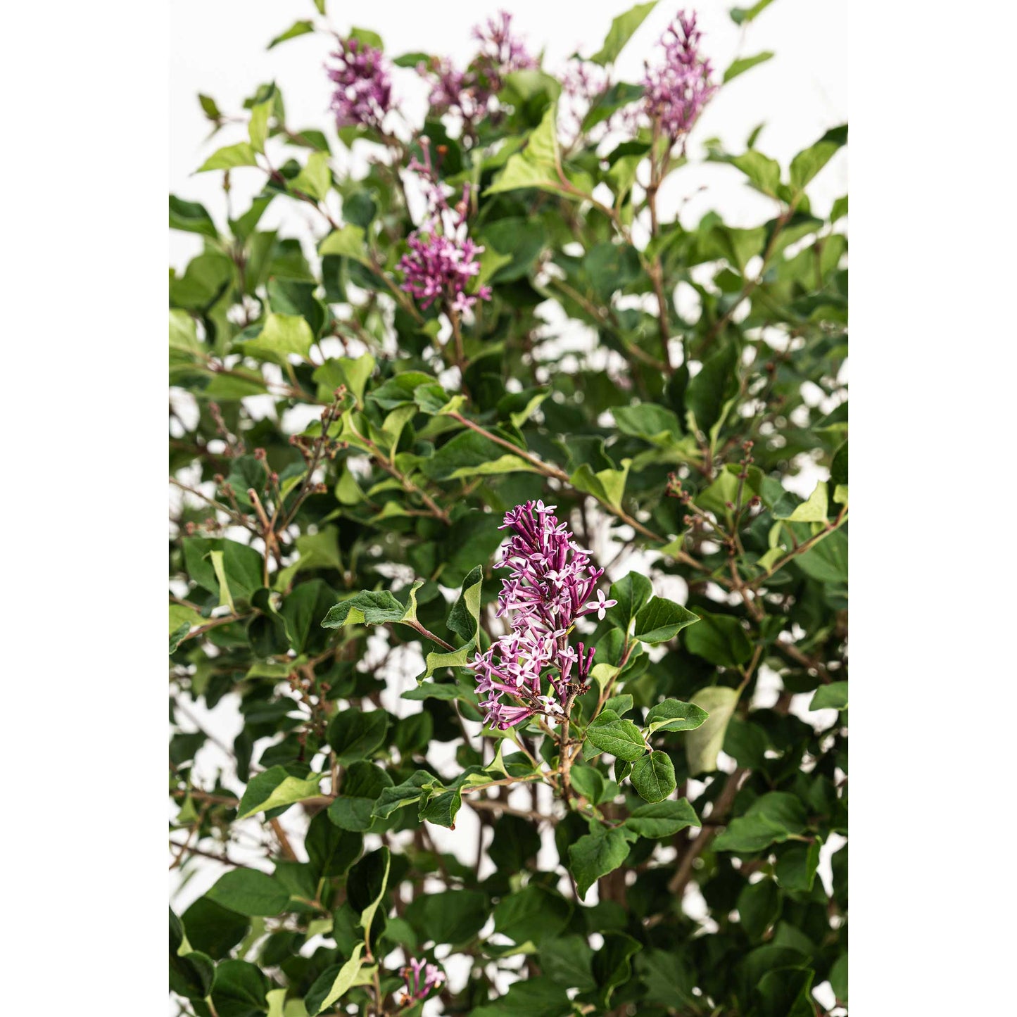 Bloomerang Lilac Bush