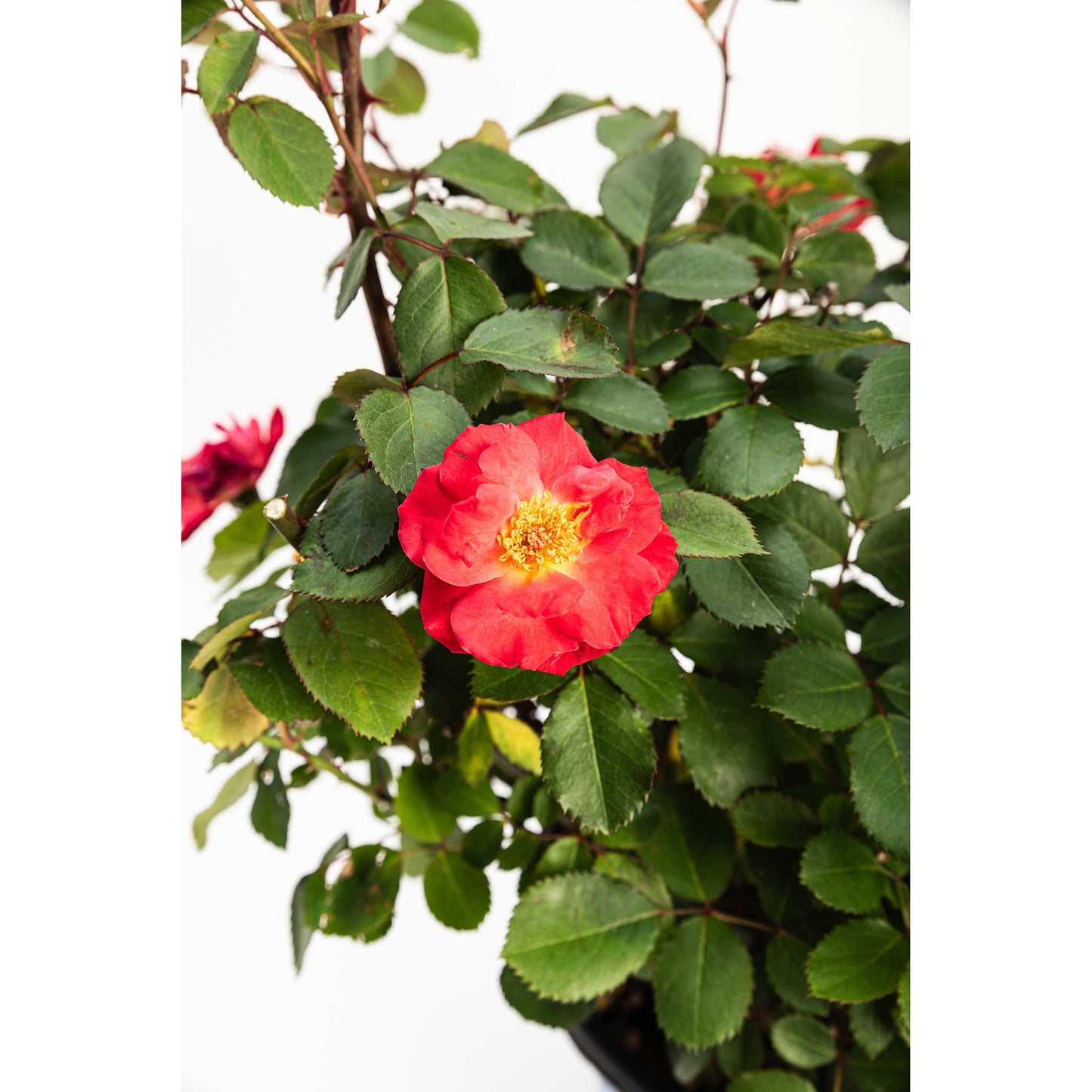 Cinnamon Hearts™ Rose