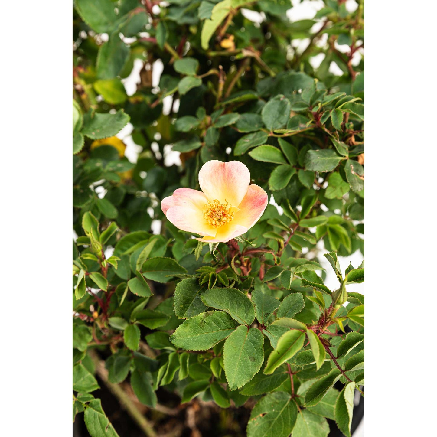 The Champion™ Sunblush Rose