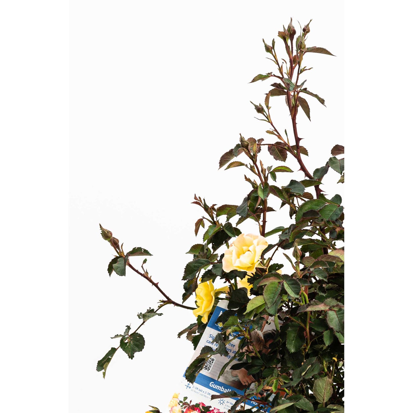 Gumball Goody™ Rose