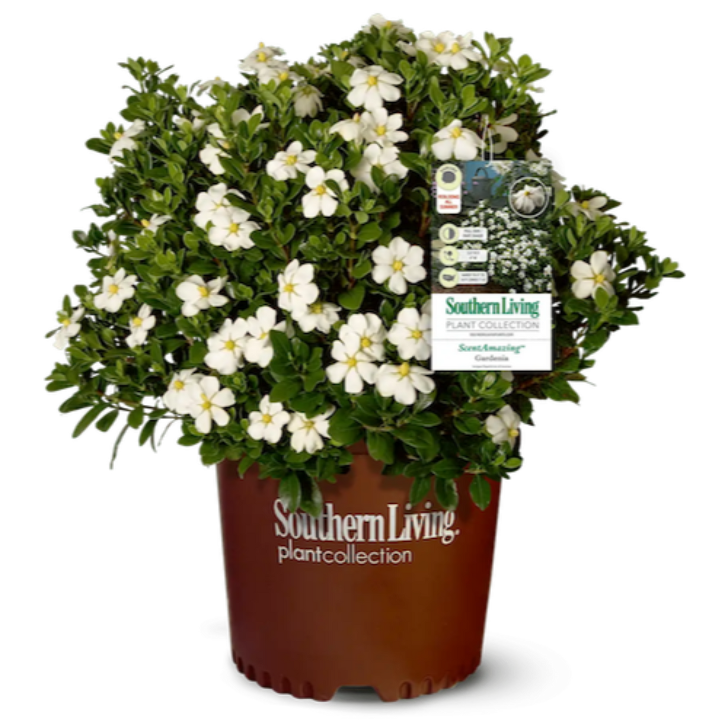 ScentAmazing Gardenia in container