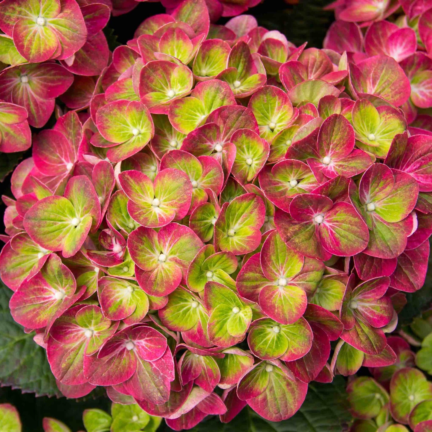 Tilt-A-Swirl® Hydrangea