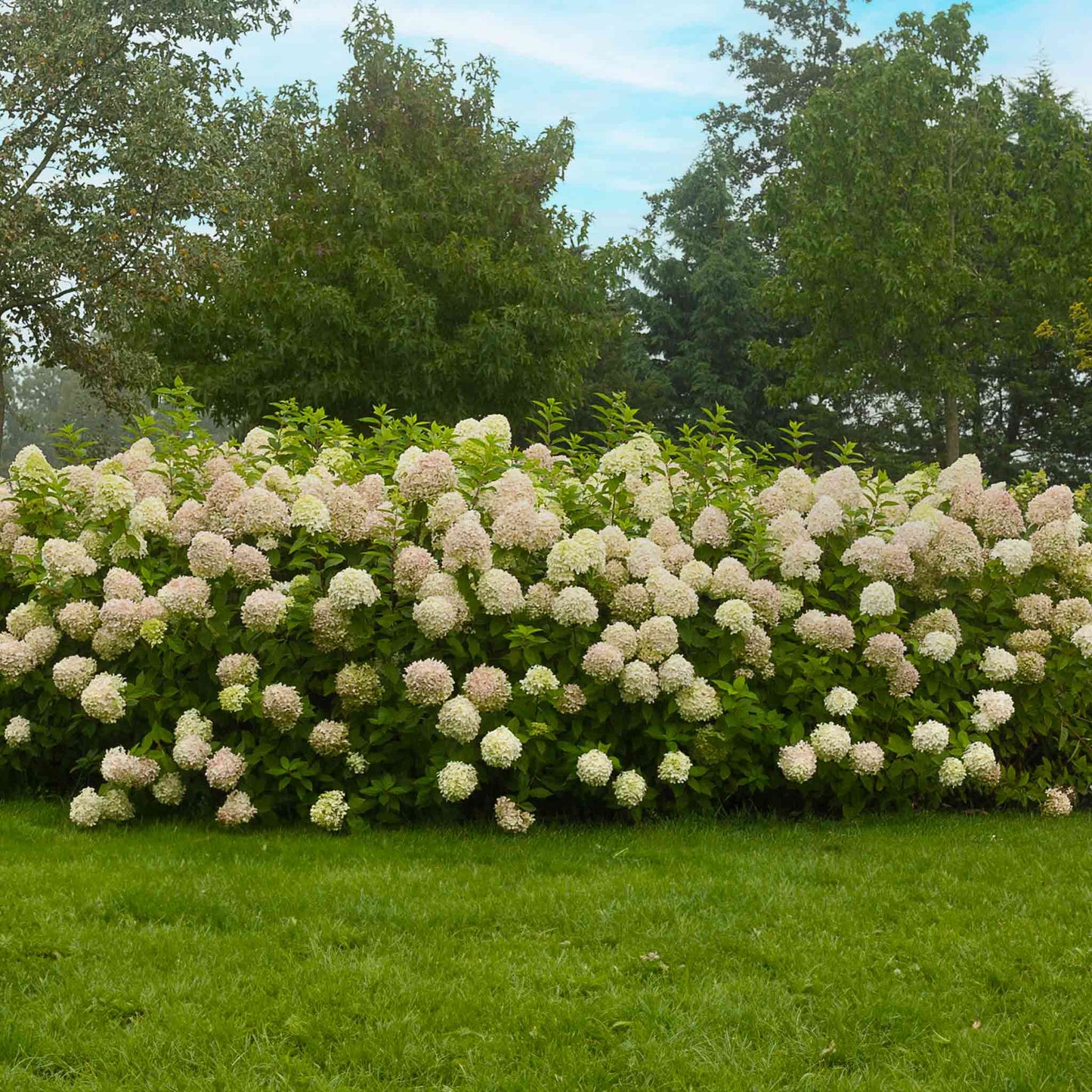 Limelight Hydrangea Tree