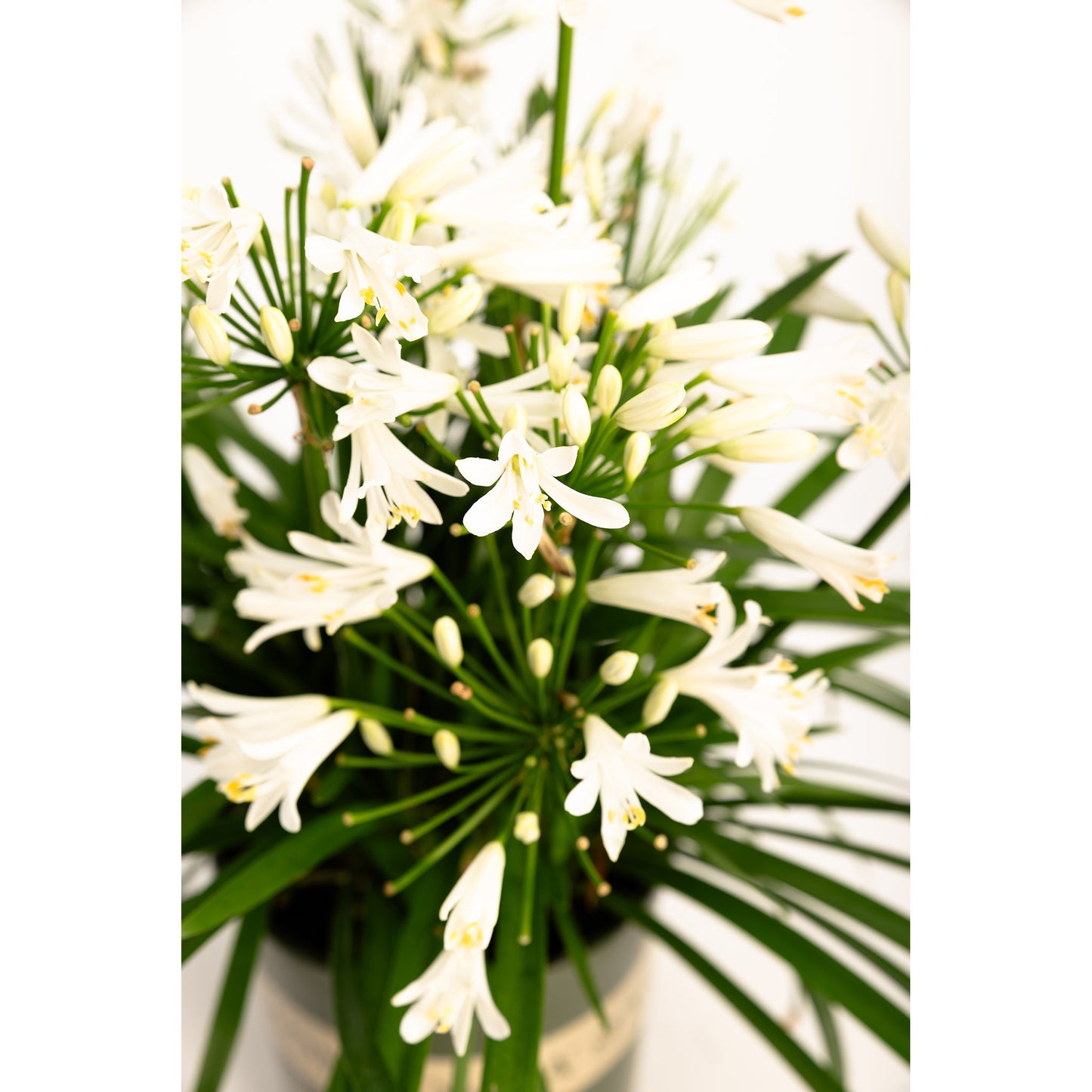 Bridal Veil® Agapanthus