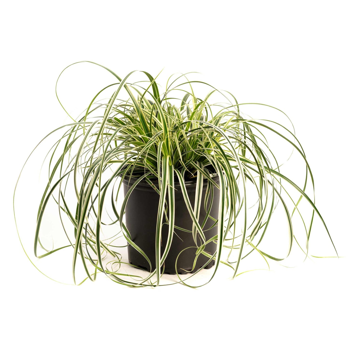 Carex Feather Falls™