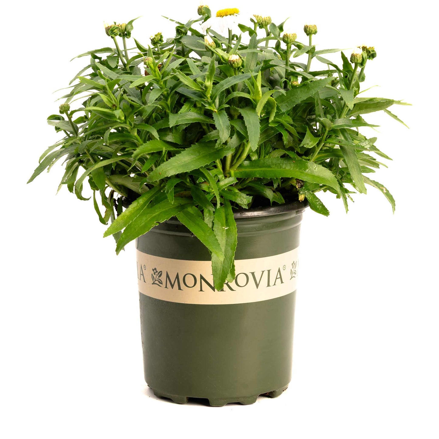 Shortstop™ Shasta Daisy