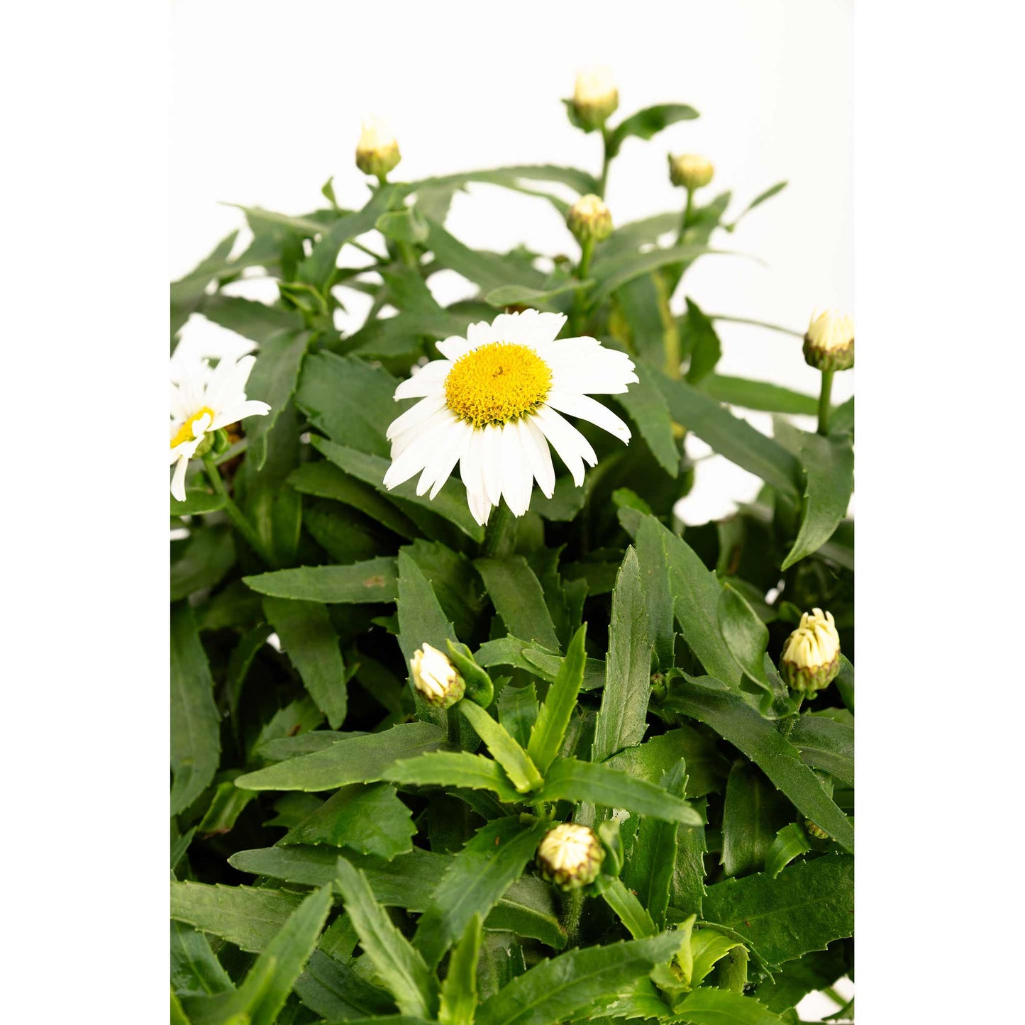 Shortstop™ Shasta Daisy