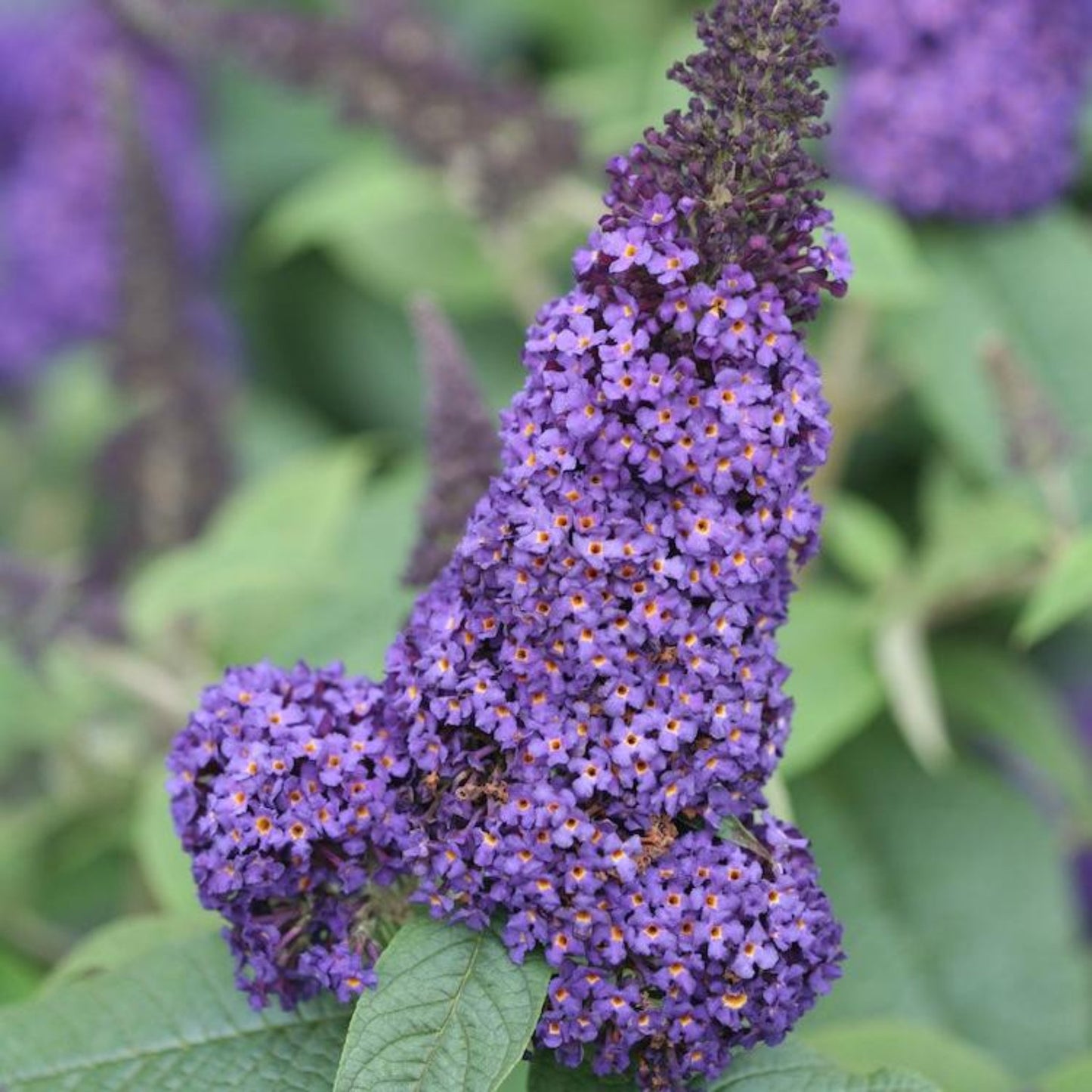 Pugster Blue Butterfly Bush bloom