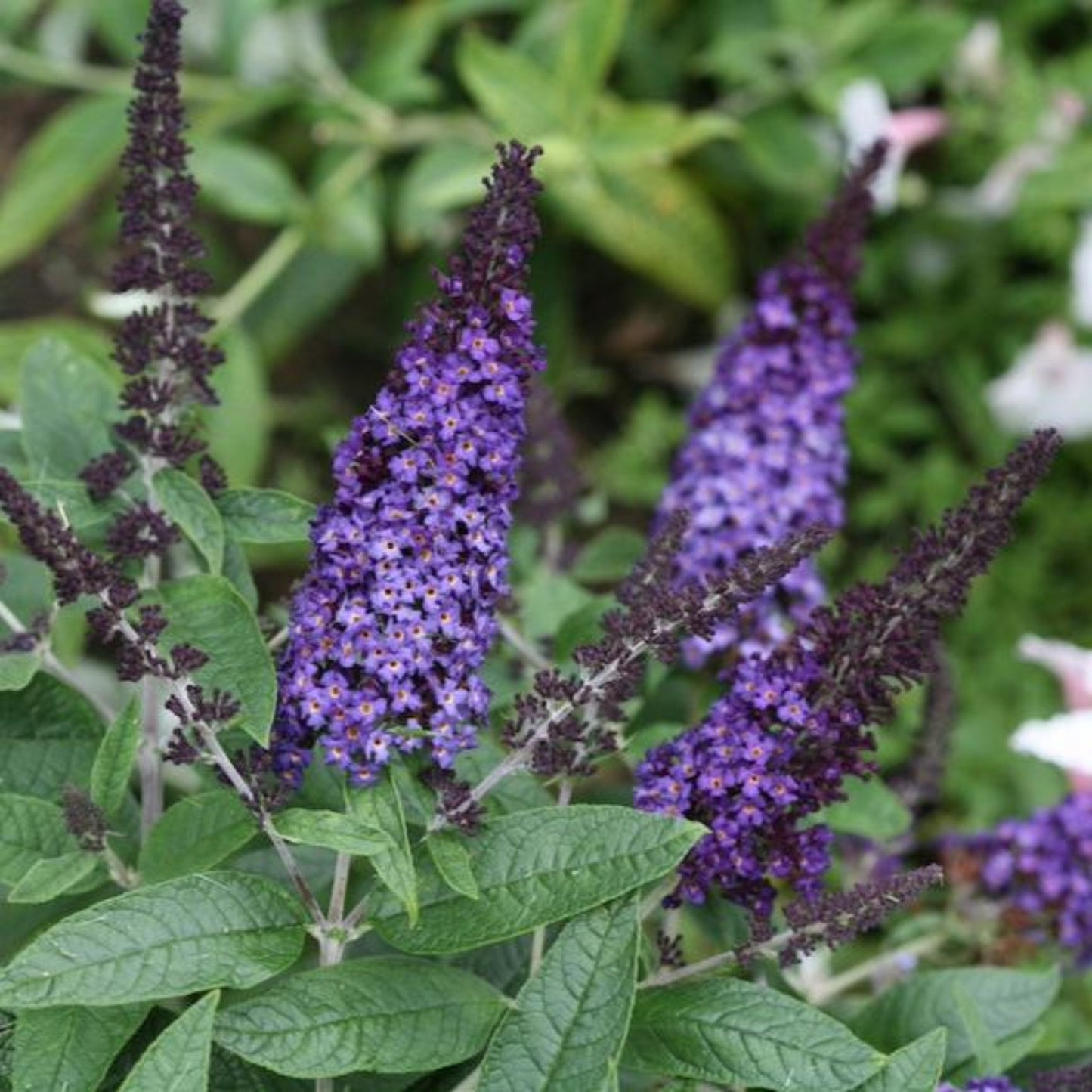 Pugster Blue Butterfly Bush blooms